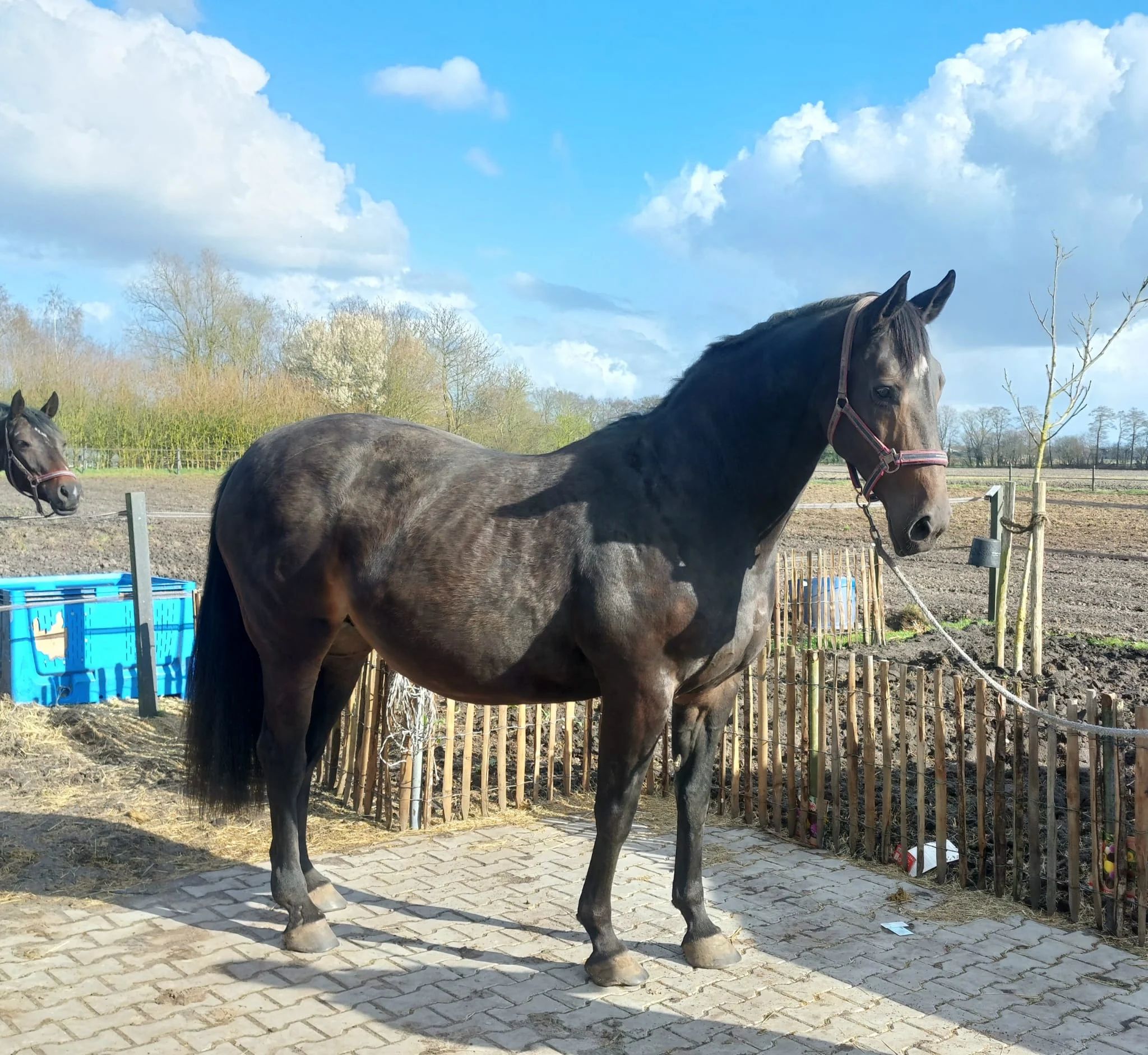 kwpn fokmerrie merrie 16 years old donkerbruin for sale - Main photo