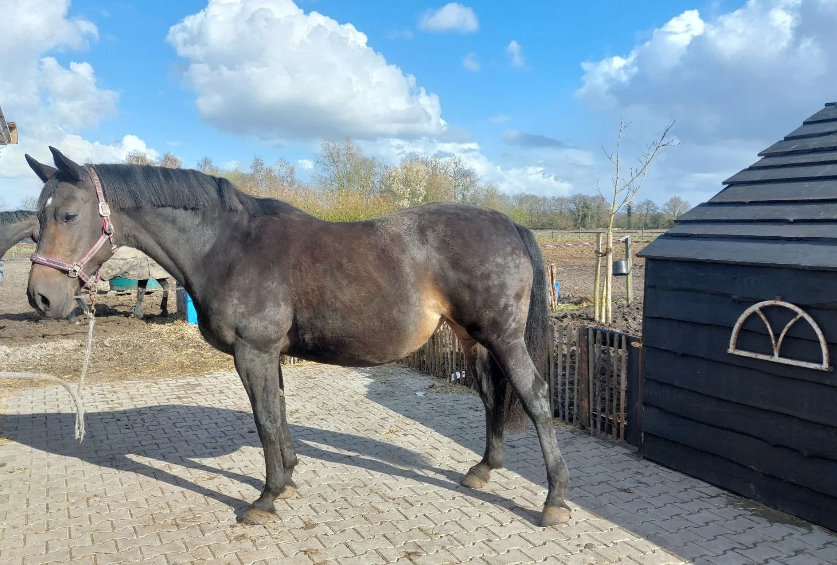 kwpn fokmerrie merrie 16 years old donkerbruin for sale - Photo 2
