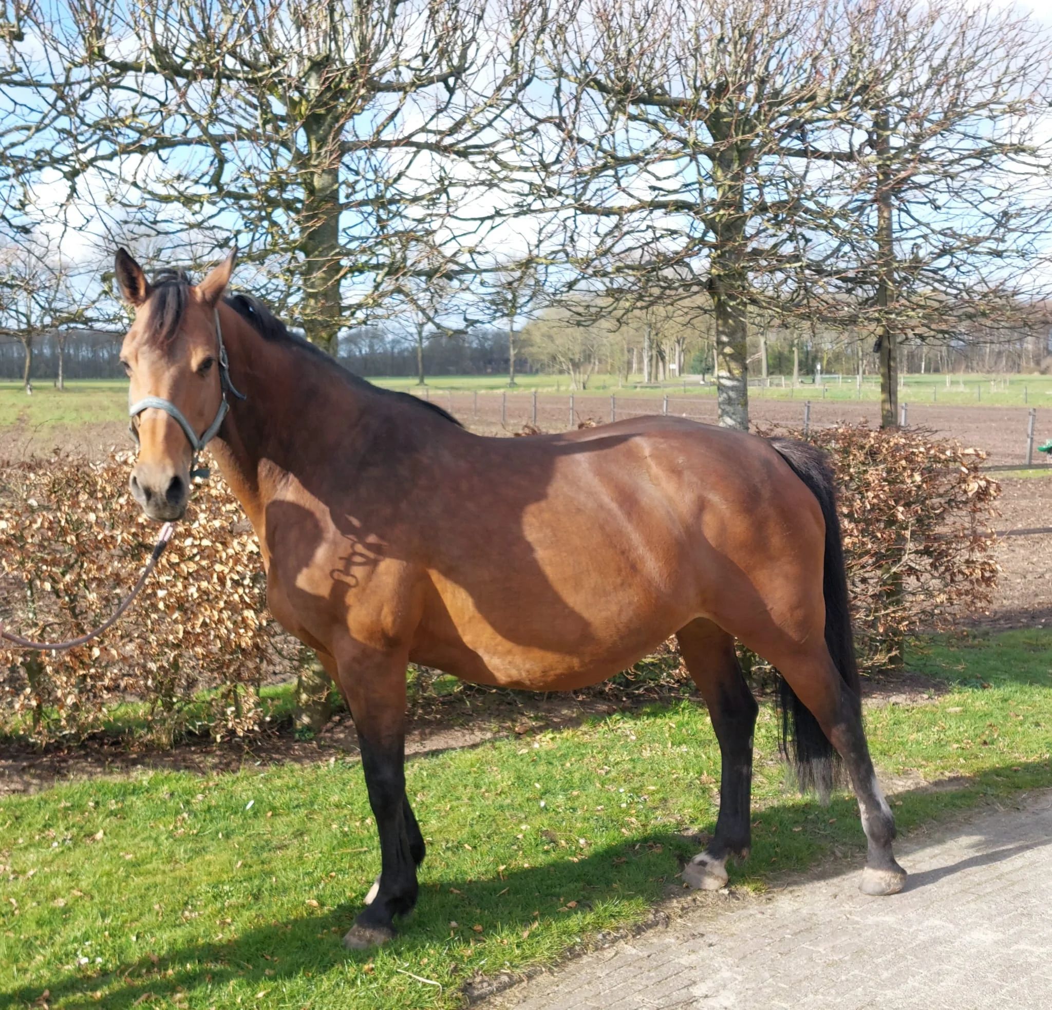 kwpn fokmerrie merrie 15 years old bruin for sale - Main photo
