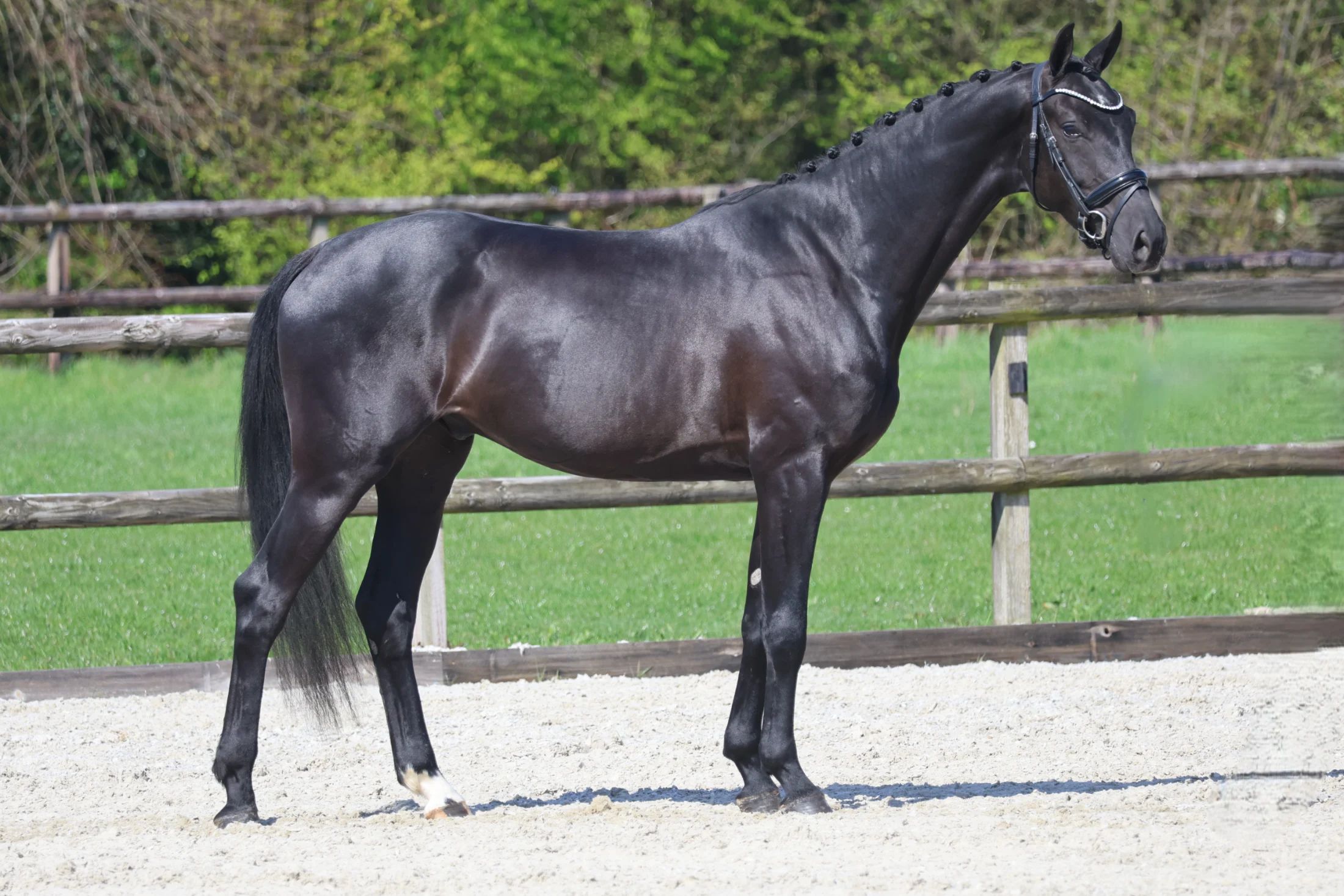 kwpn dressuurpaard ruin 4 years old zwart for sale - Photo 2