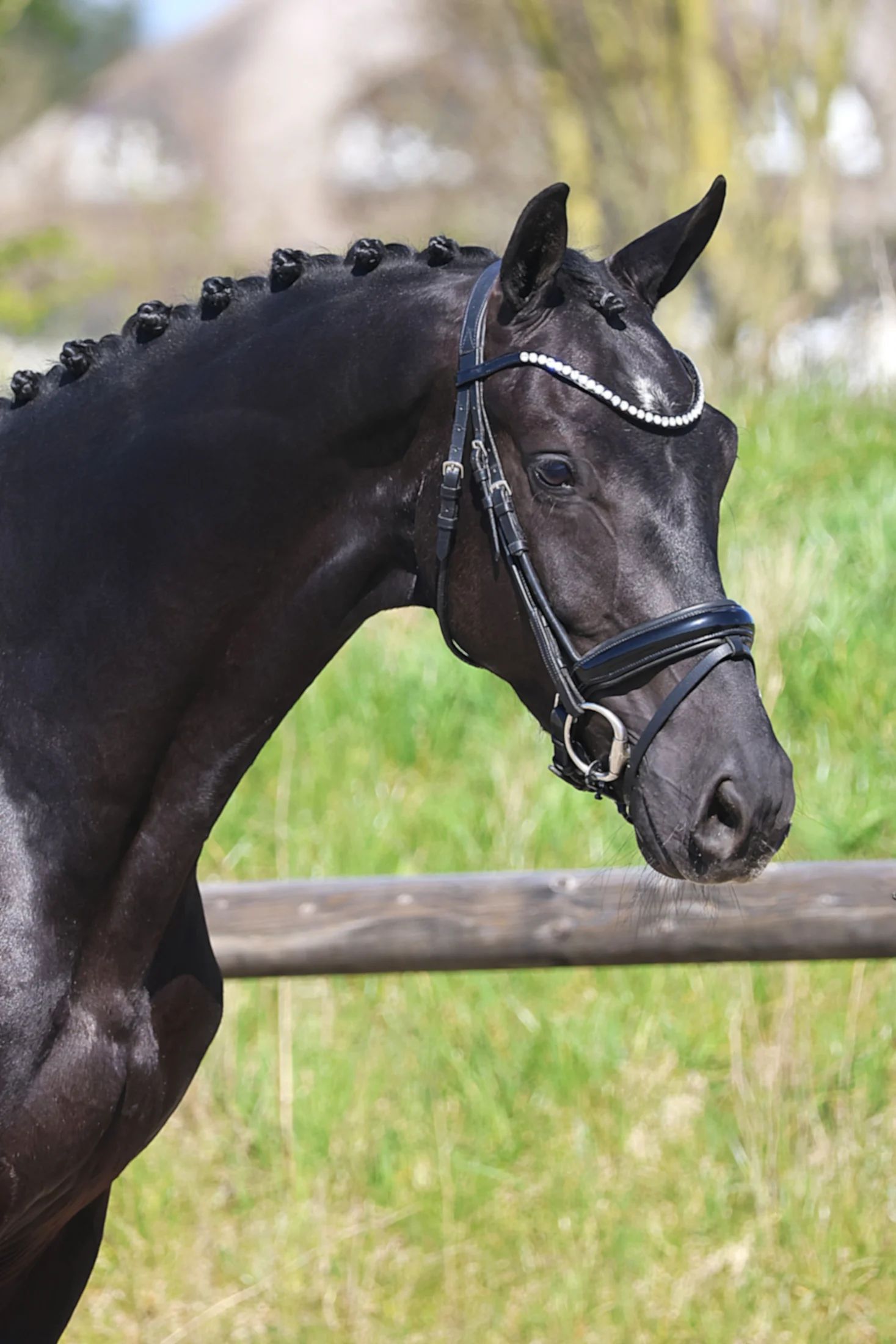 kwpn dressuurpaard ruin 4 years old zwart for sale - Photo 3