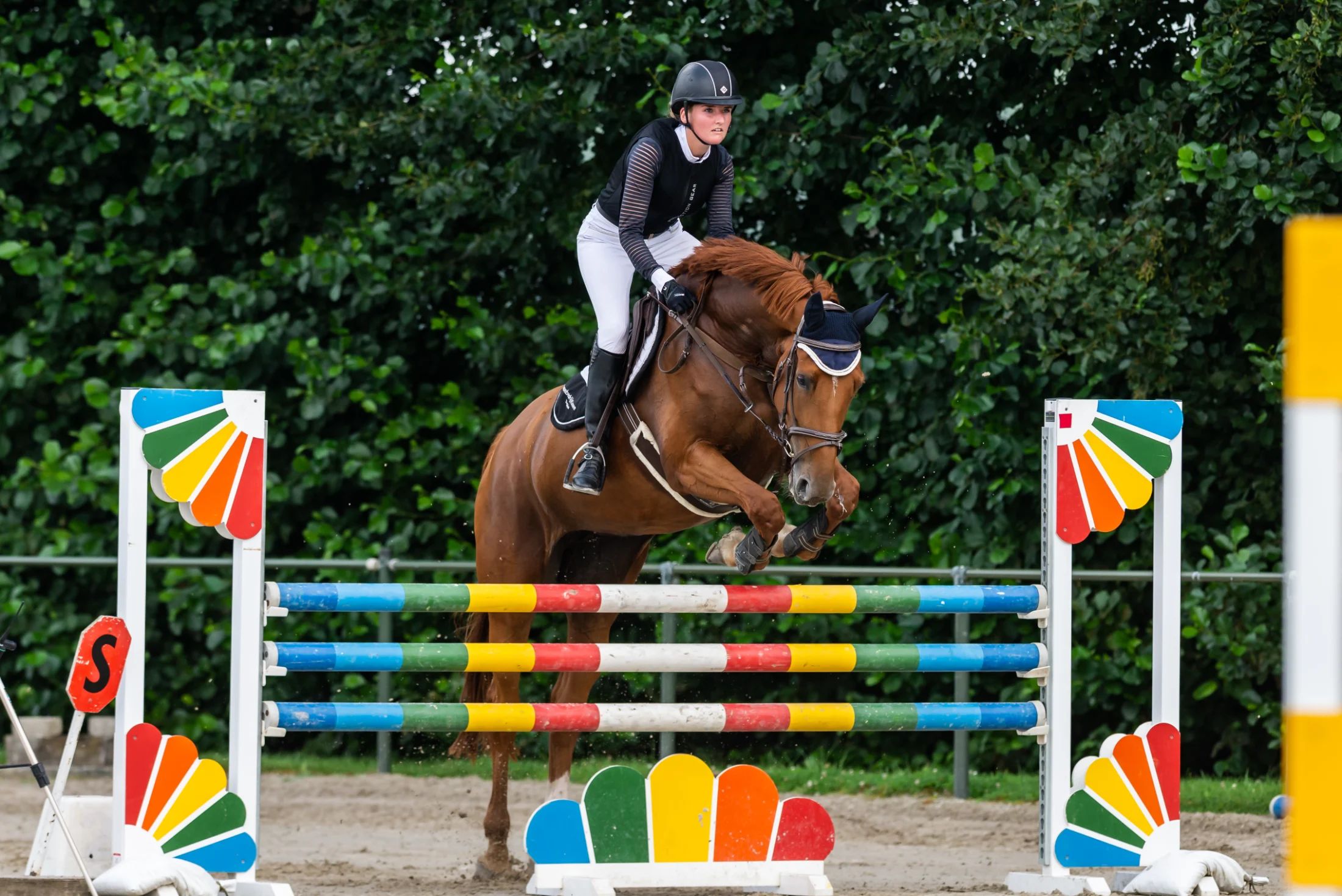 kwpn springpaard merrie 14 years old vos for sale - Main photo