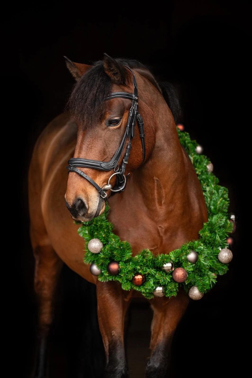 allround-pony merrie 8 years old bruin for sale - Photo 6