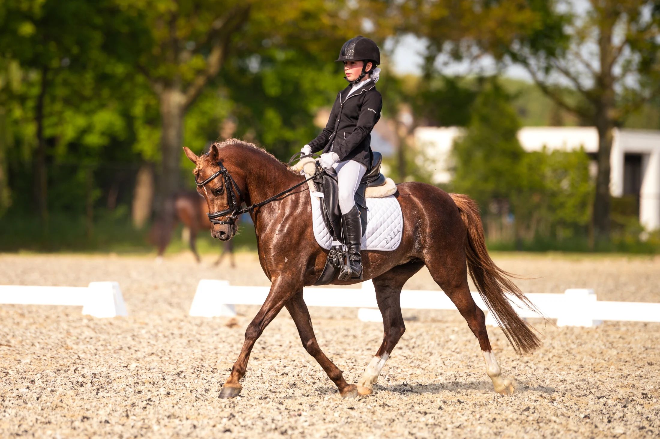 welsh allround-pony merrie 9 ani donkerbruin de vânzare - Foto principală