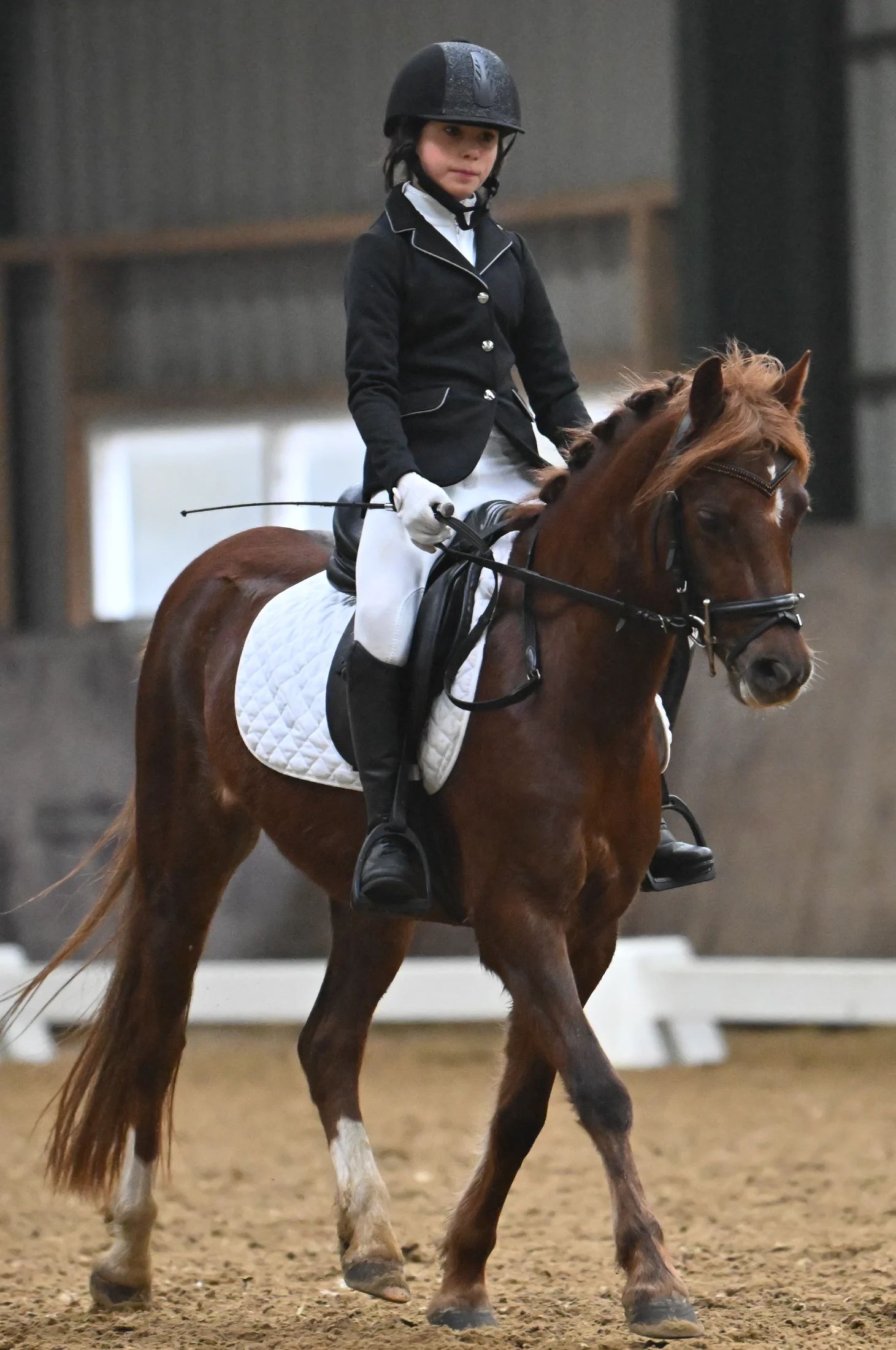 welsh allround-pony merrie 9 ani donkerbruin de vânzare - Foto 2