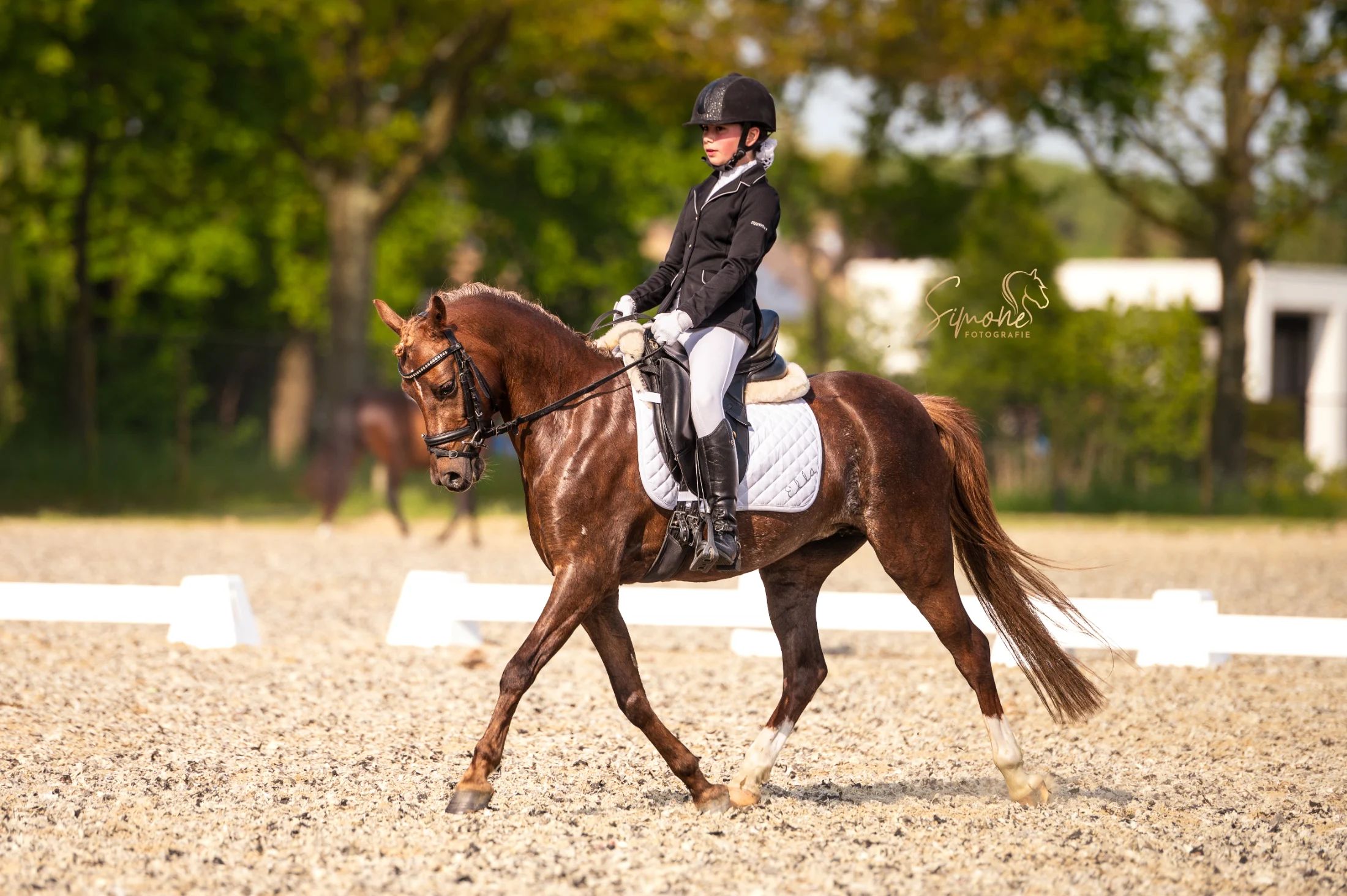 welsh allround-pony merrie 9 ani donkerbruin de vânzare - Foto 3