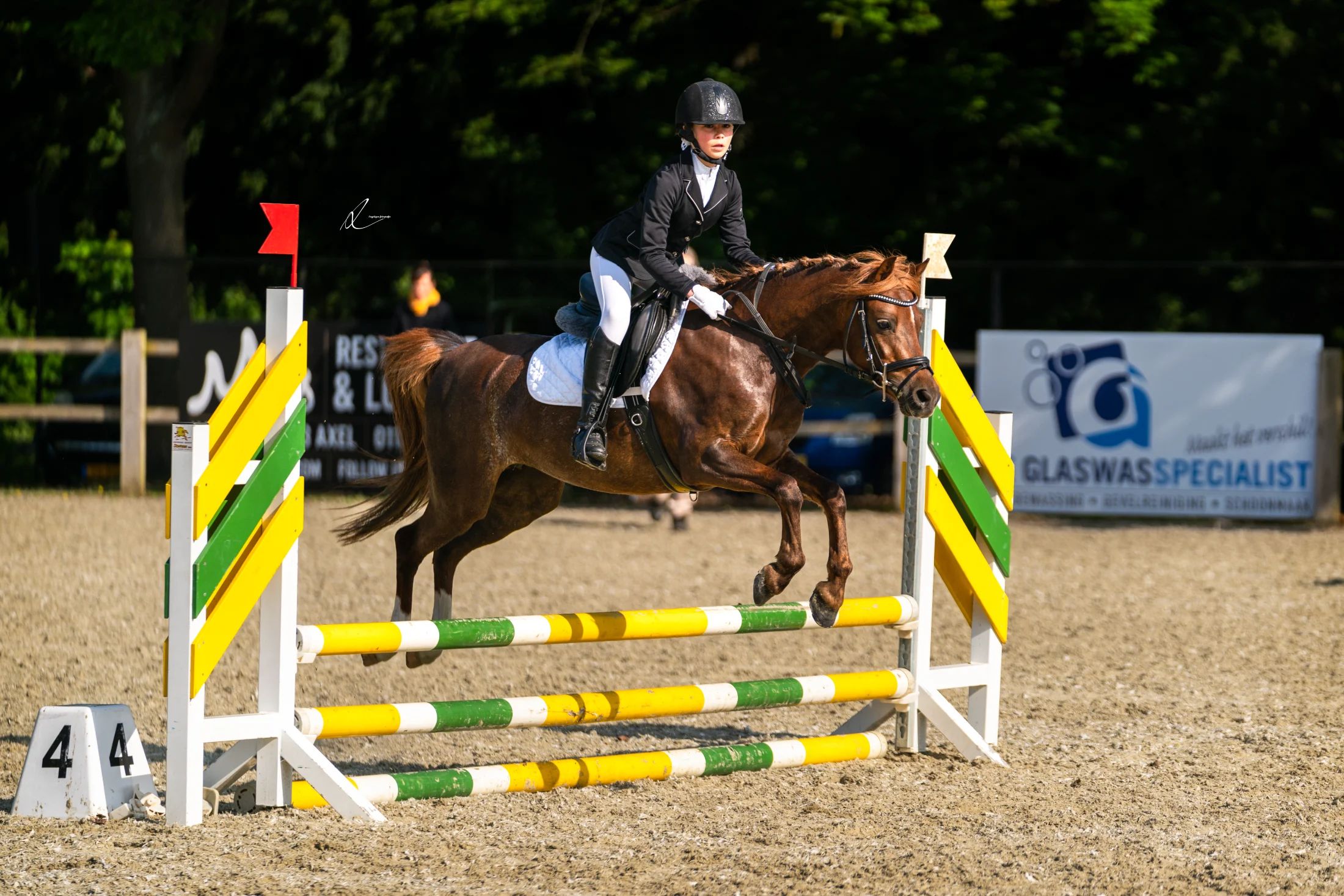 welsh allround-pony merrie 9 ani donkerbruin de vânzare - Foto 4