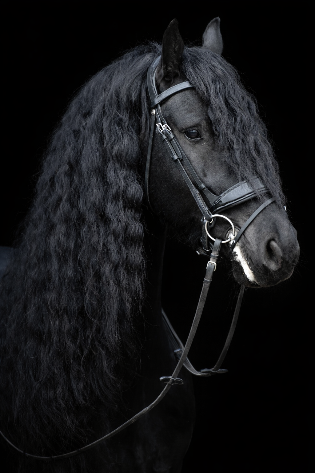 freiberger dressuurpaard hengst 8 jaar zwart te koop - Foto 2