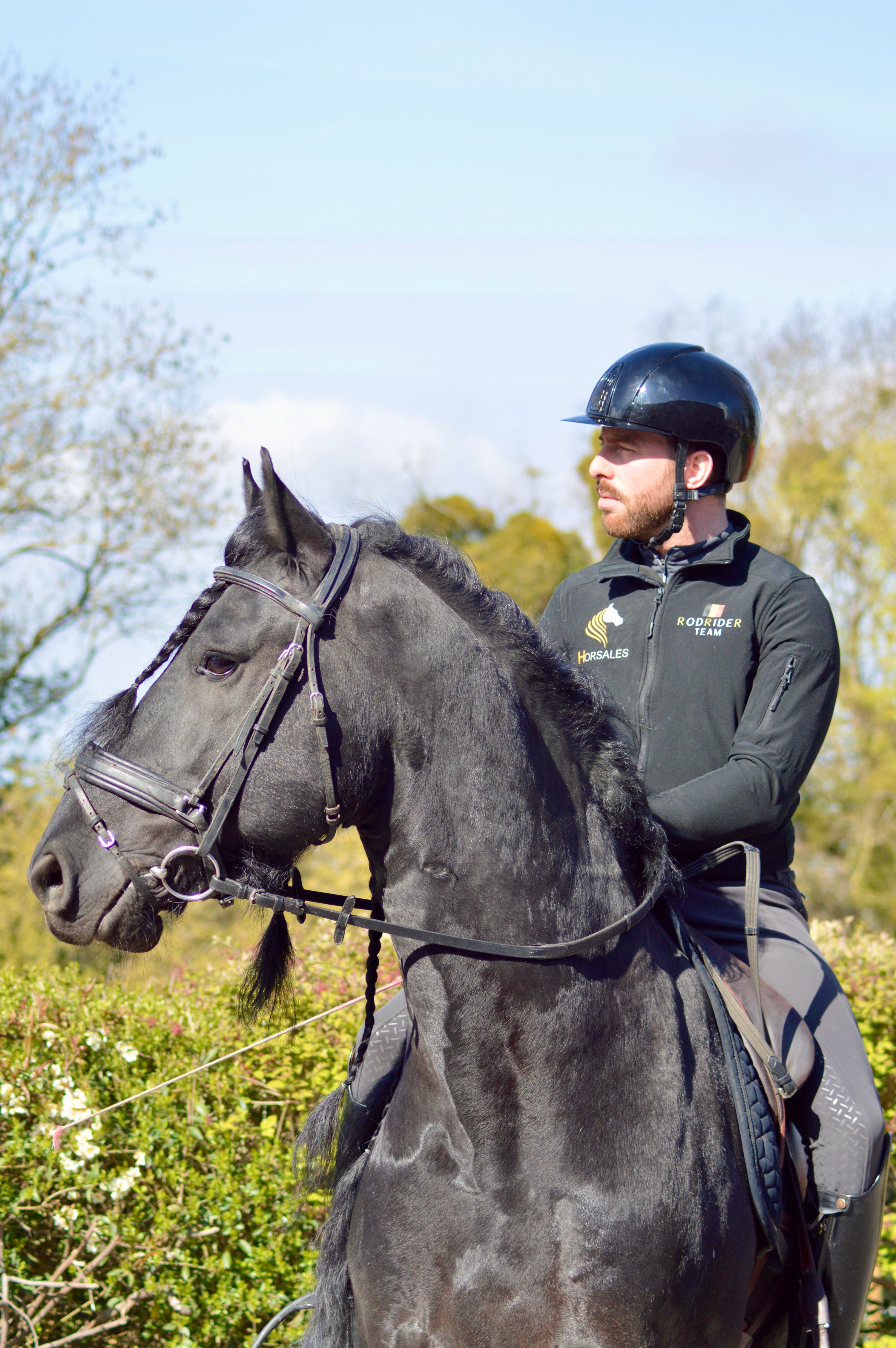 freiberger dressuurpaard hengst 8 jaar zwart te koop - Foto 3