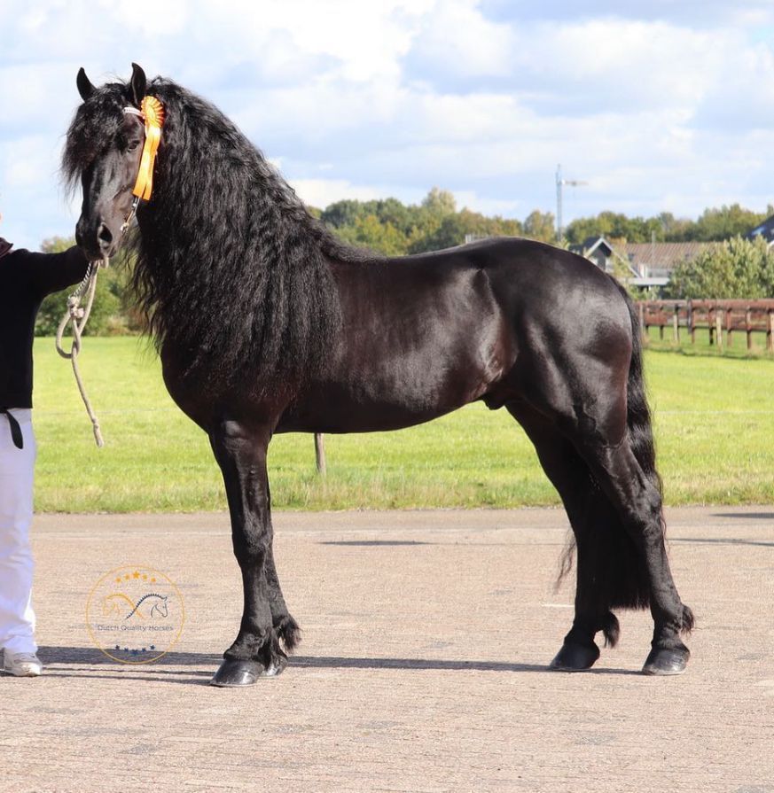freiberger dressuurpaard hengst 8 jaar zwart te koop - Foto 5