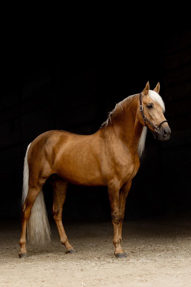 andalusier paard ruin 10 years old palomino for sale - Photo 2
