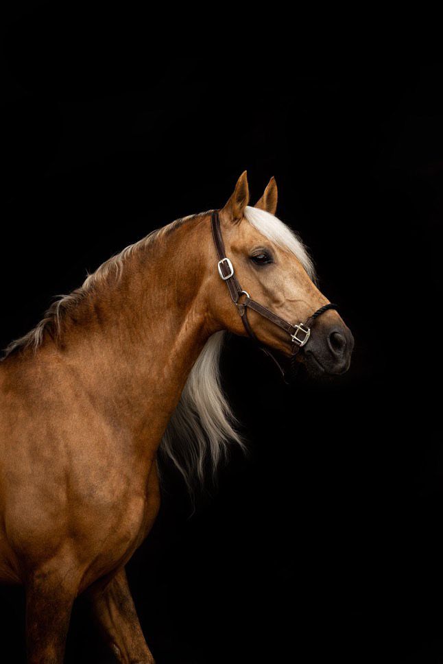 andalusier paard ruin 10 years old palomino for sale - Photo 3