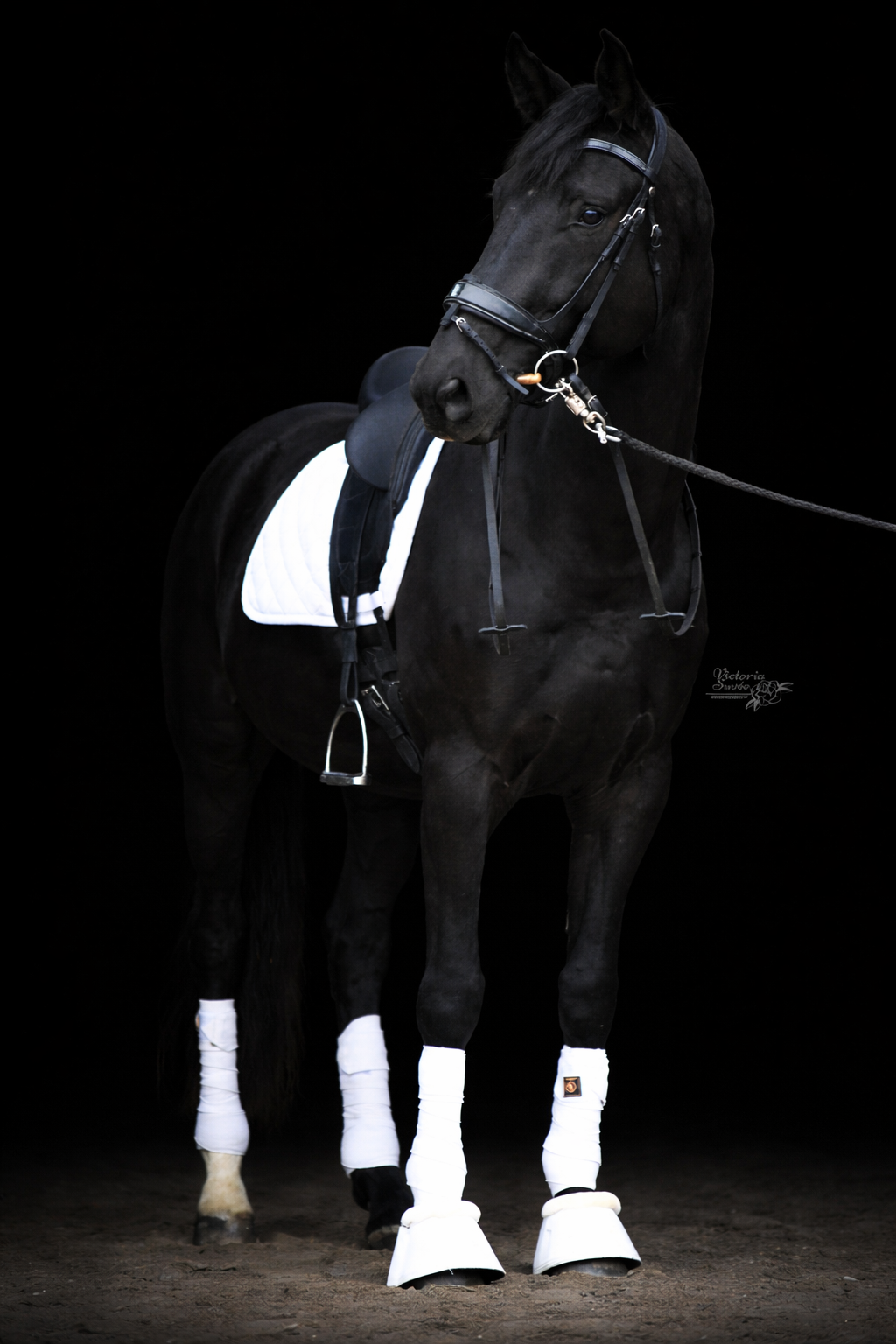 SILVER — 4 ans | Le bon choix, évident