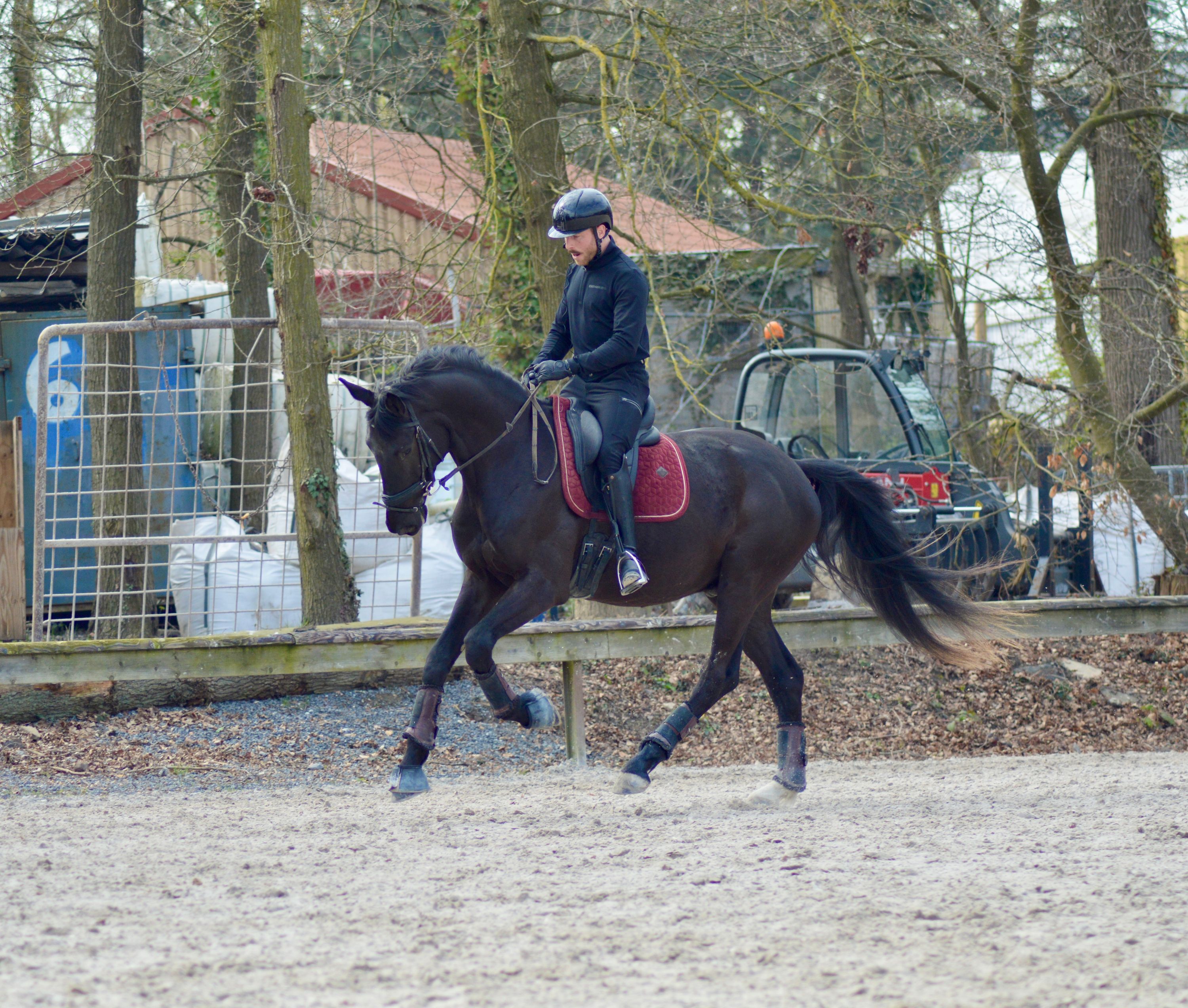 kwpn dressuurpaard ruin 4 jaar zwart te koop - Foto 3