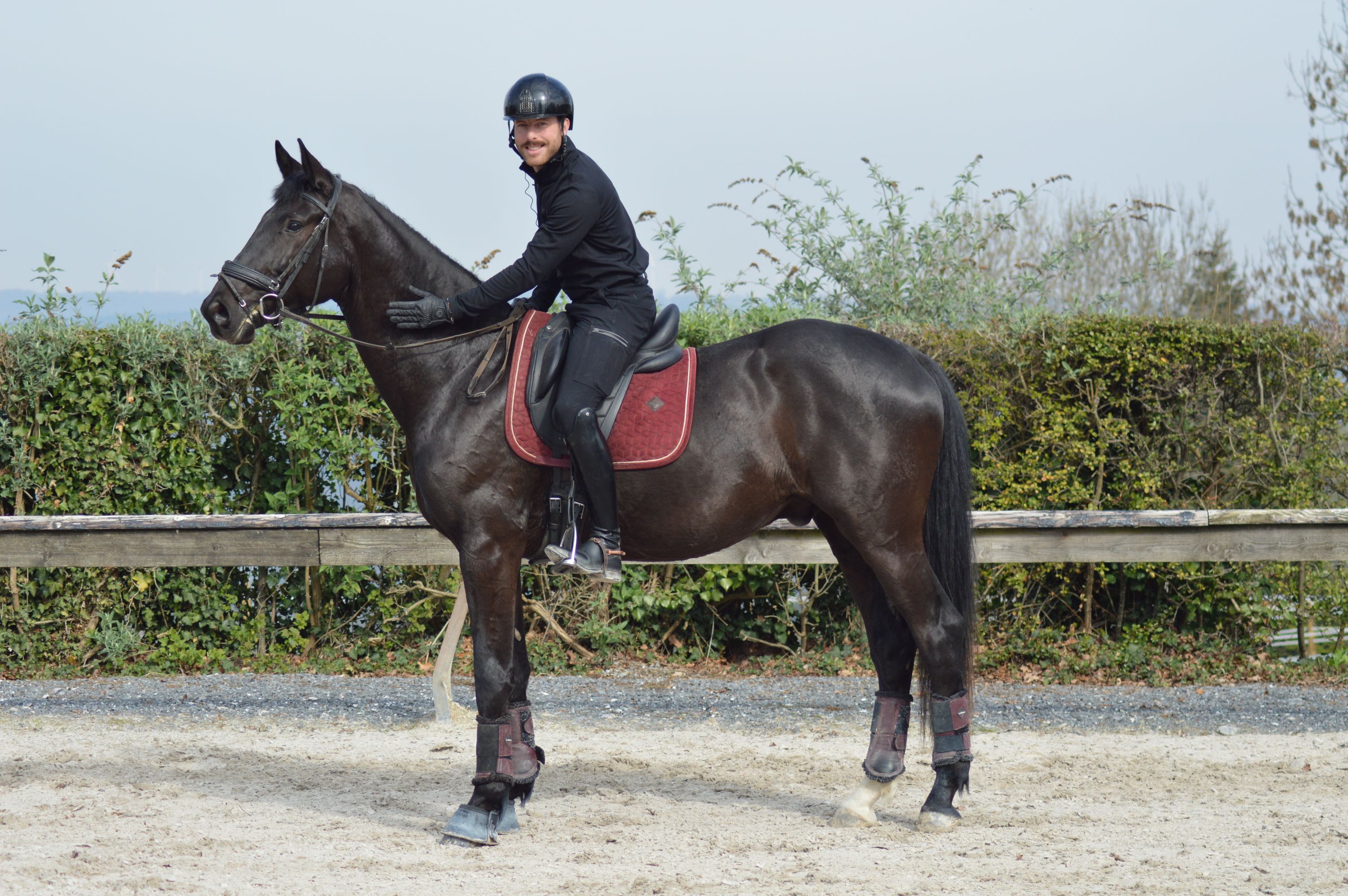 kwpn dressuurpaard ruin 4 jaar zwart te koop - Foto 2