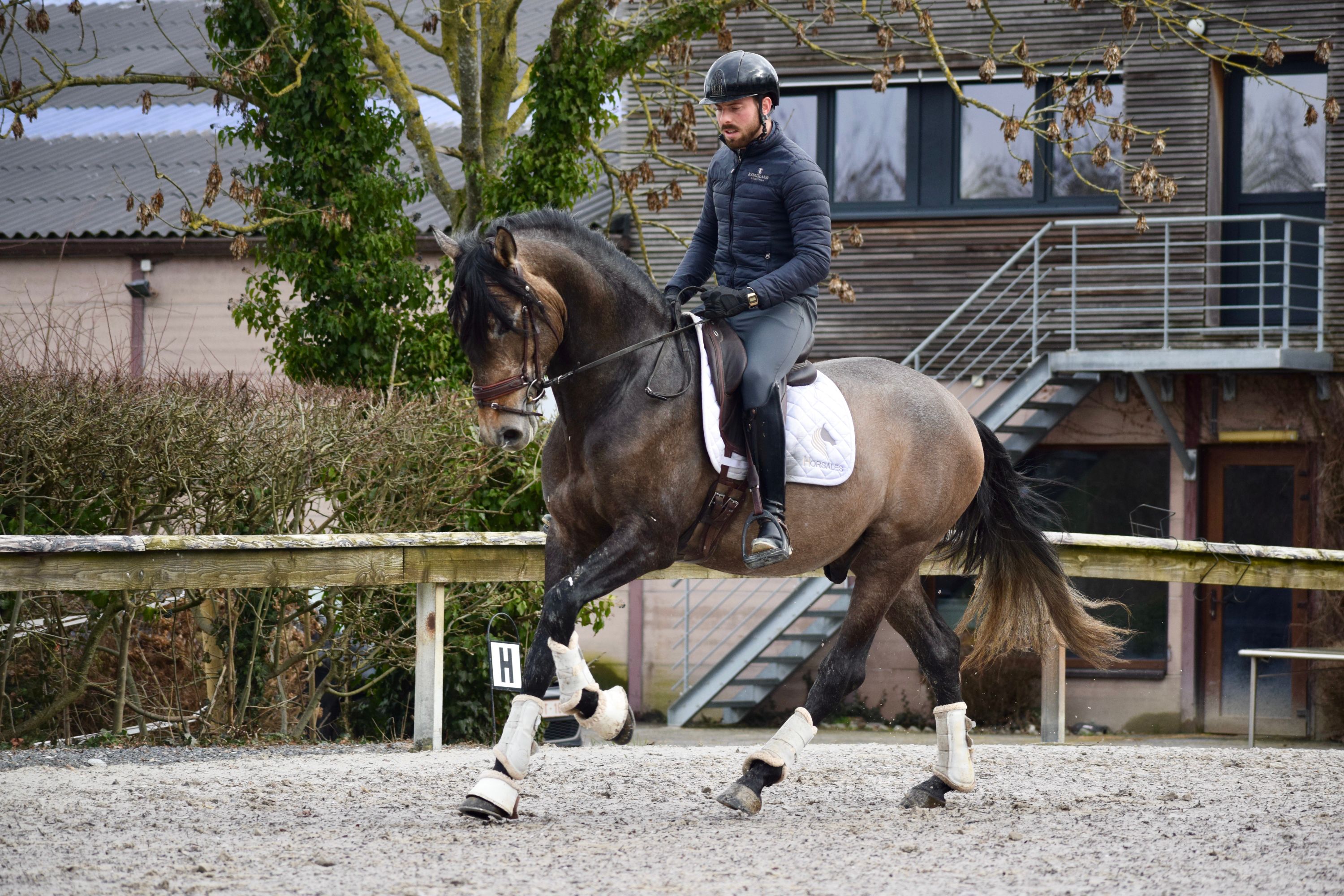 andalusier dressuurpaard ruin 4 years old roan for sale - Photo 2