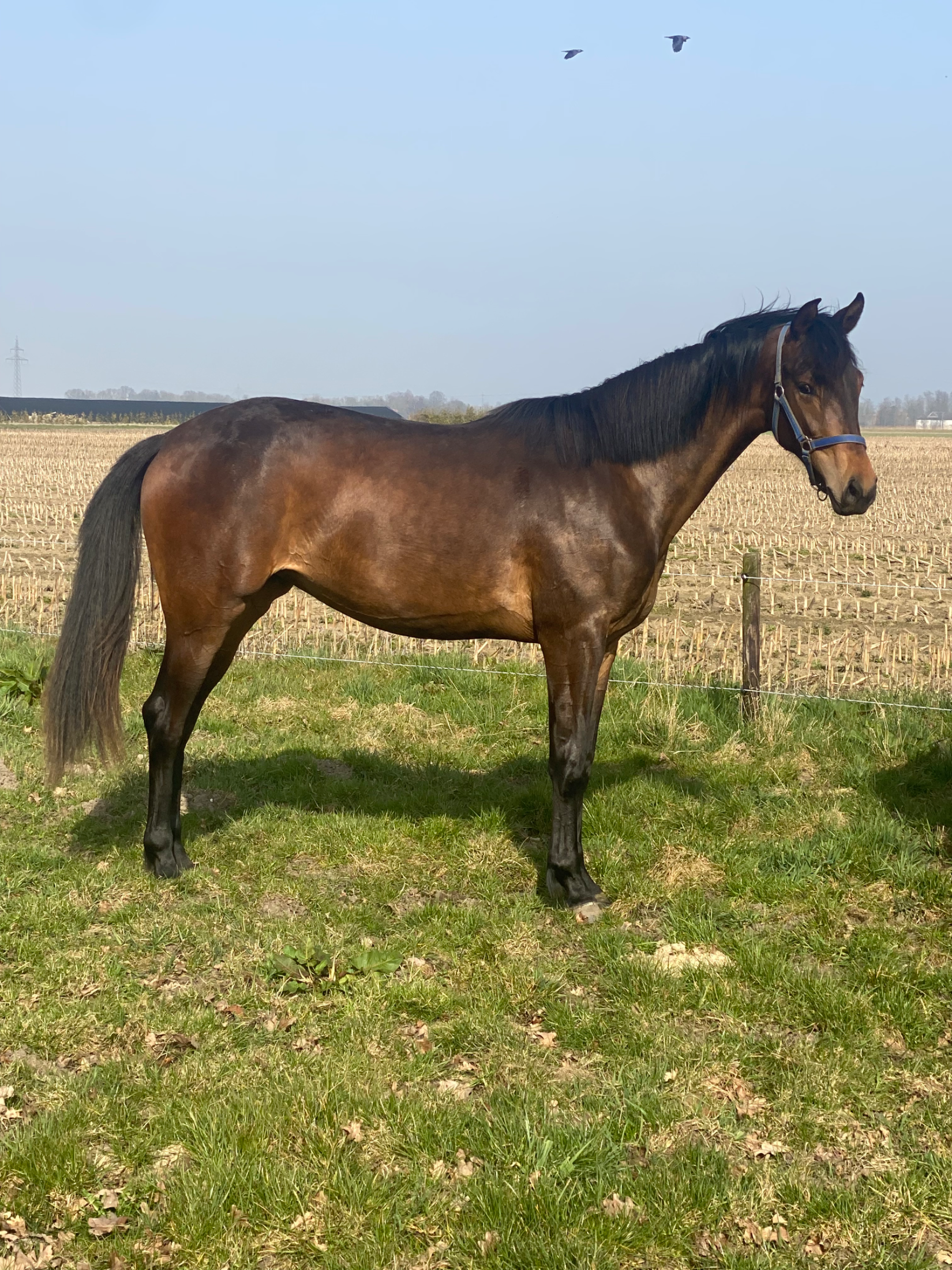 kwpn dressuurpaard merrie 2 years old bruin for sale - Photo 4