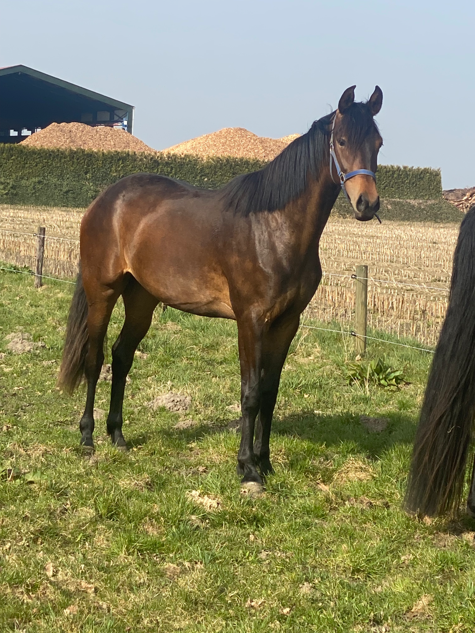 kwpn dressuurpaard merrie 2 years old bruin for sale - Photo 6