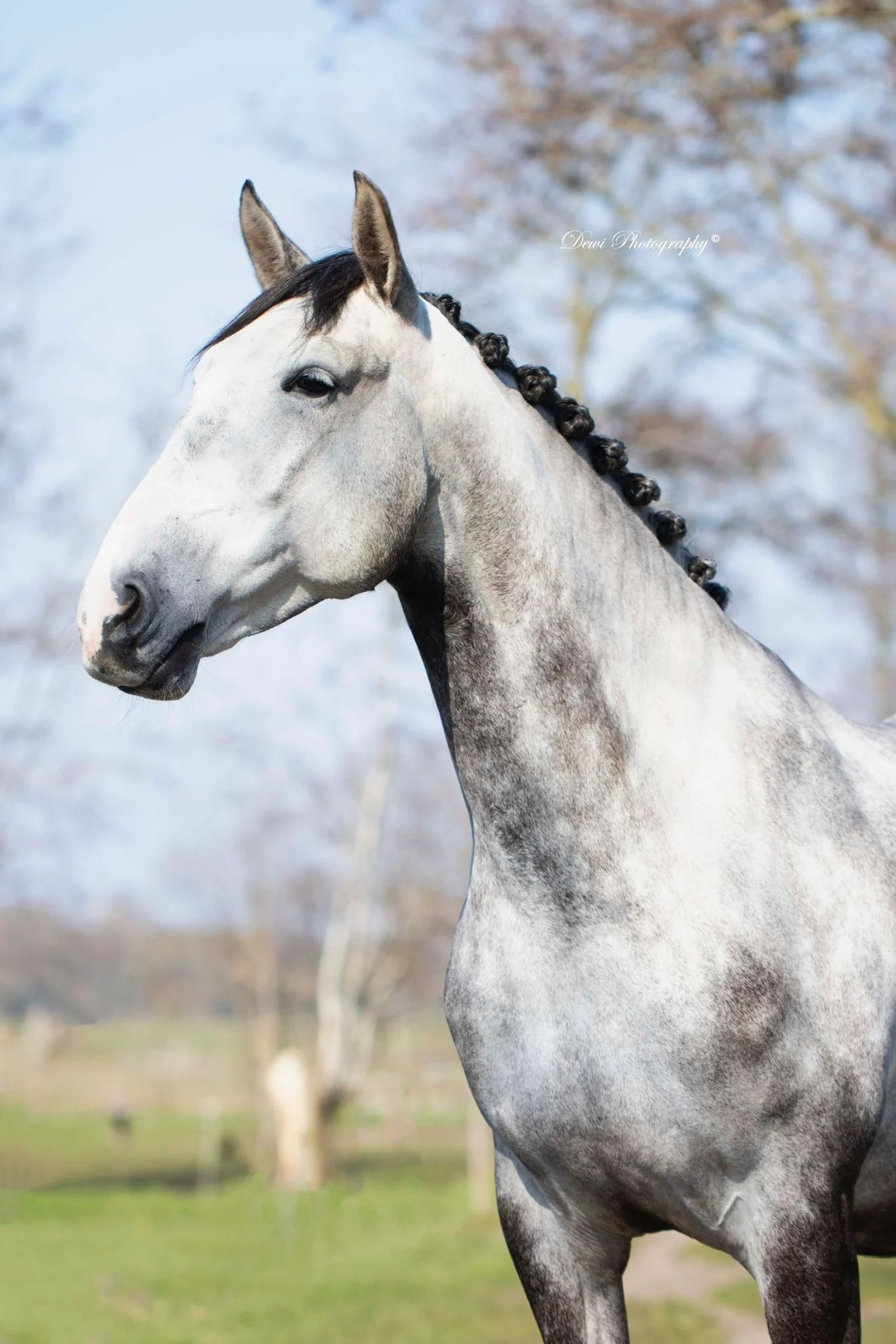 lusitano dressuurpaard ruin 6 Jahre alt schimmel zu verkaufen - Foto 2