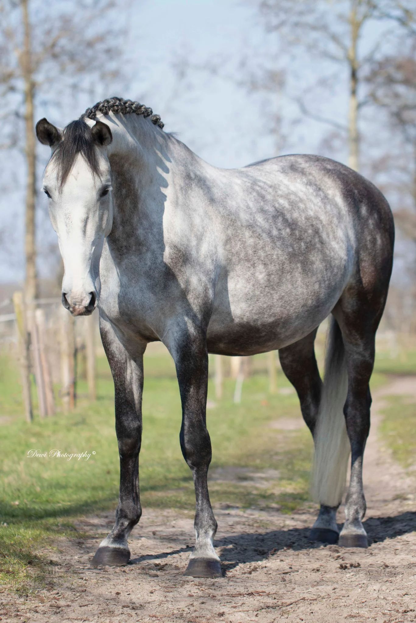 lusitano dressuurpaard ruin 6 Jahre alt schimmel zu verkaufen - Foto 3