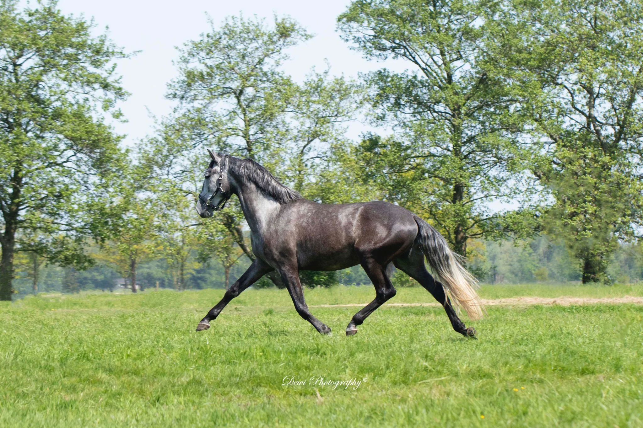 Talented Lusitano gelding 6 years old