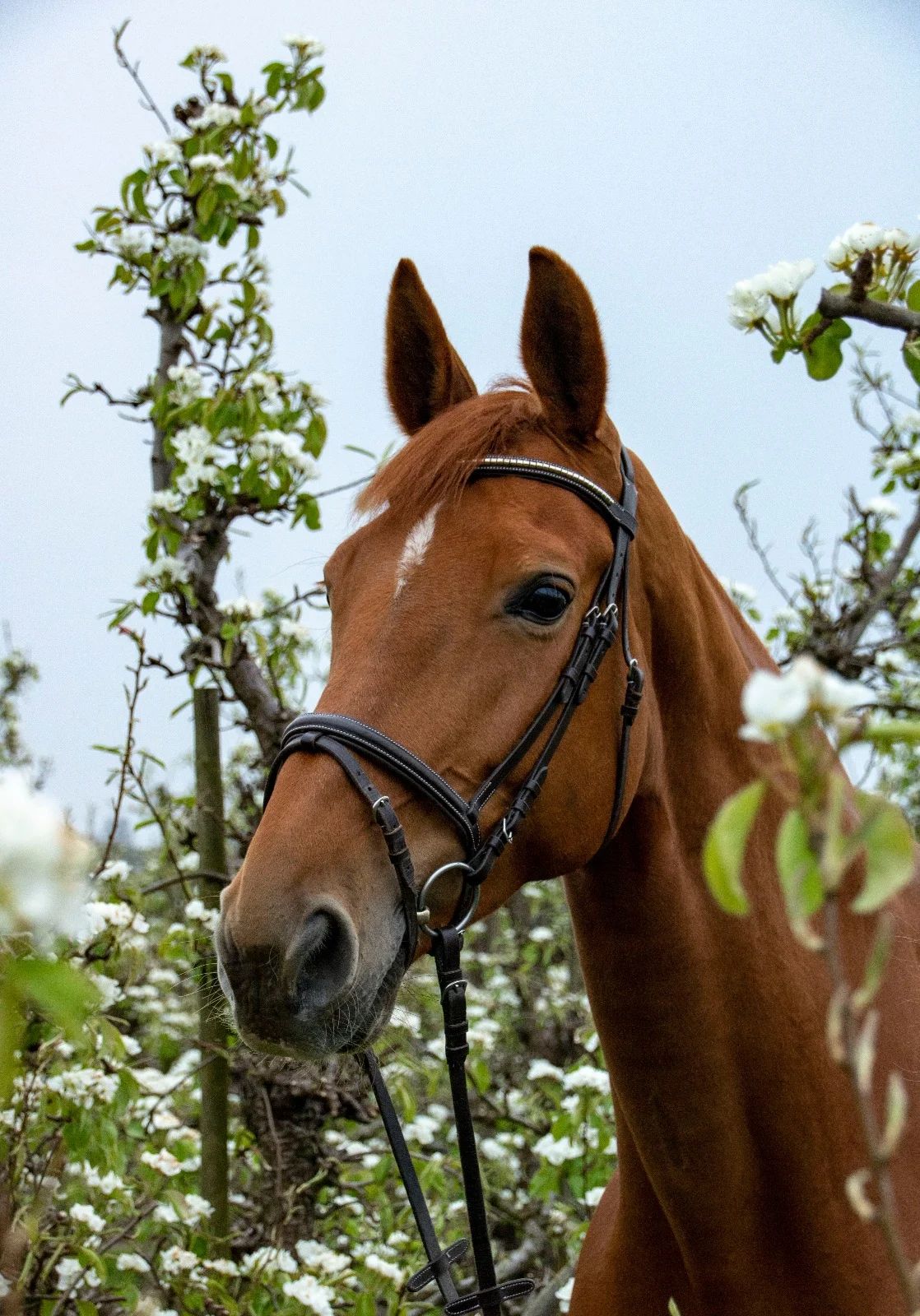 kwpn springpaard merrie 14 years old vos for sale - Photo 2