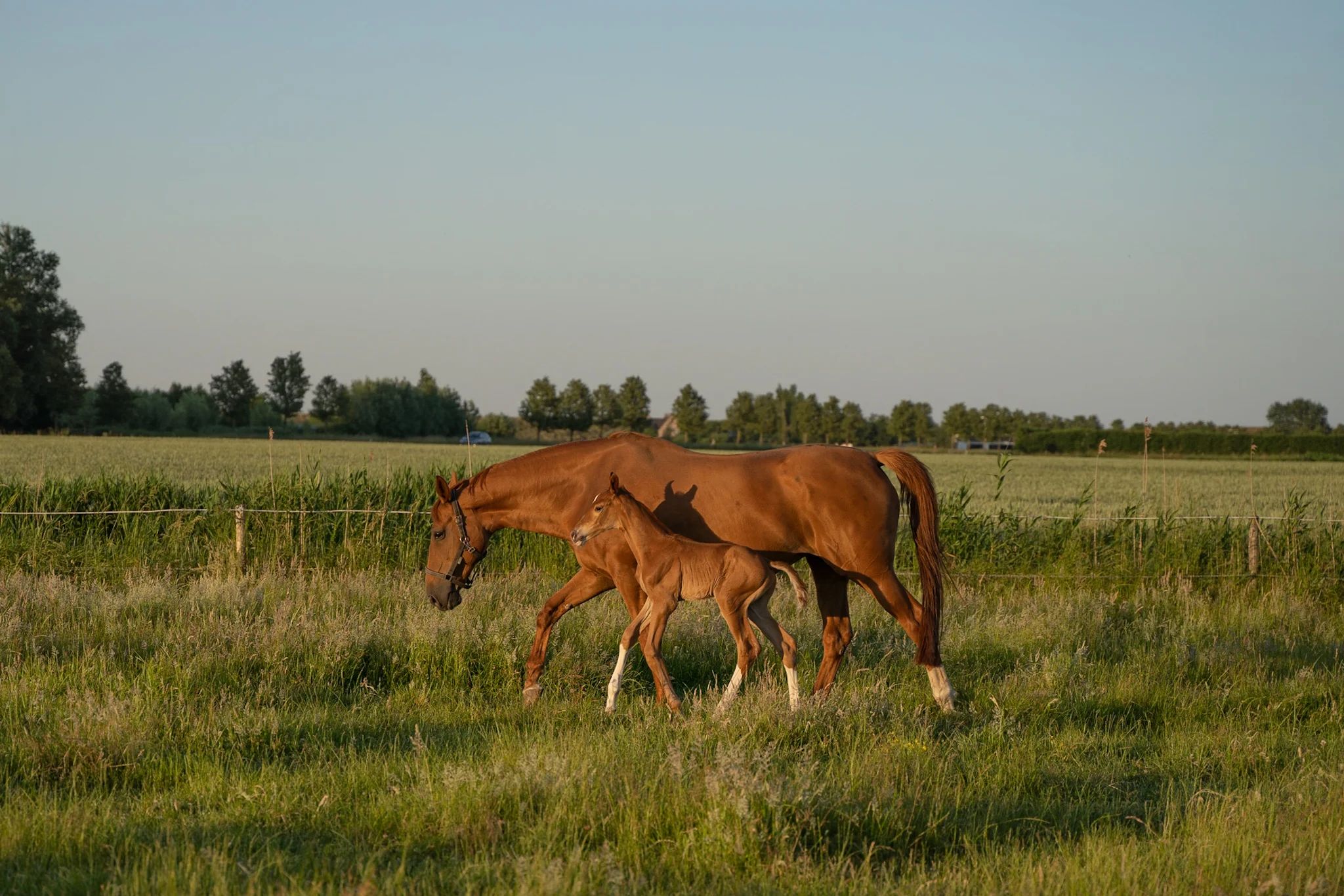 kwpn springpaard merrie 14 years old vos for sale - Photo 4