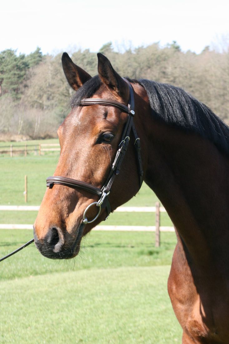 bwp springpaard ruin 6 years old donkerbruin for sale - Photo 6