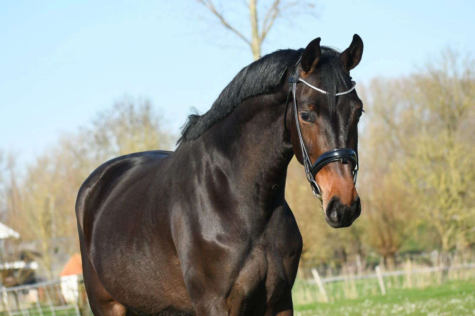 kwpn dressuurpaard merrie 5 años bruin en venta - Foto principal