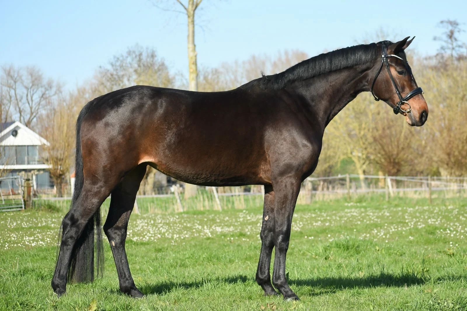 kwpn dressuurpaard merrie 5 años bruin en venta - Foto 2