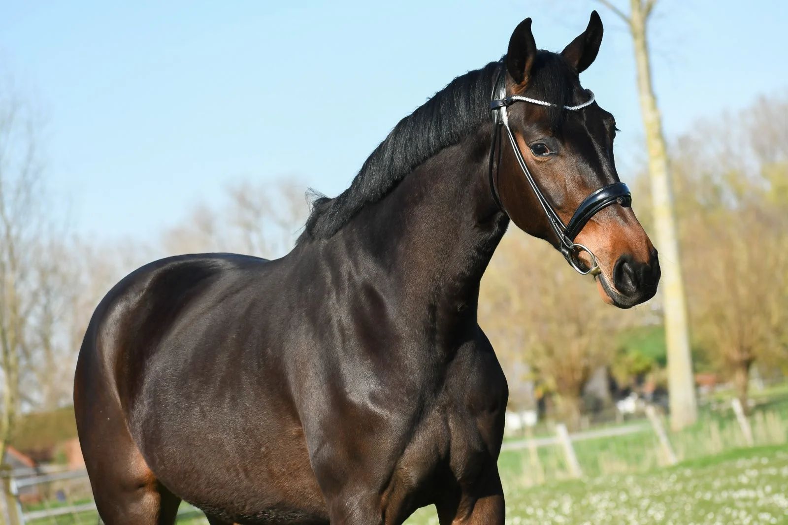 kwpn dressuurpaard merrie 5 años bruin en venta - Foto 3