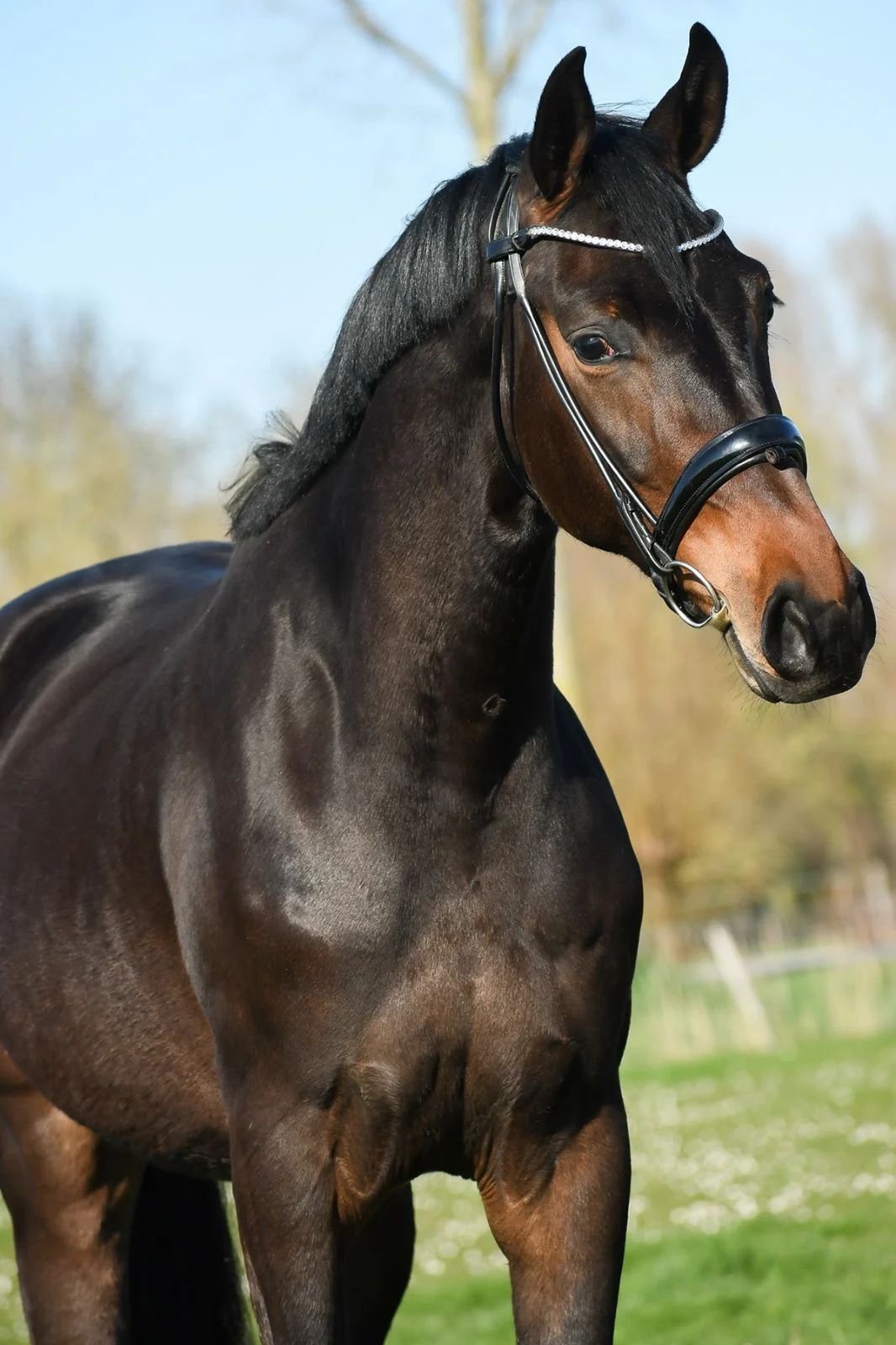 kwpn dressuurpaard merrie 5 años bruin en venta - Foto 5