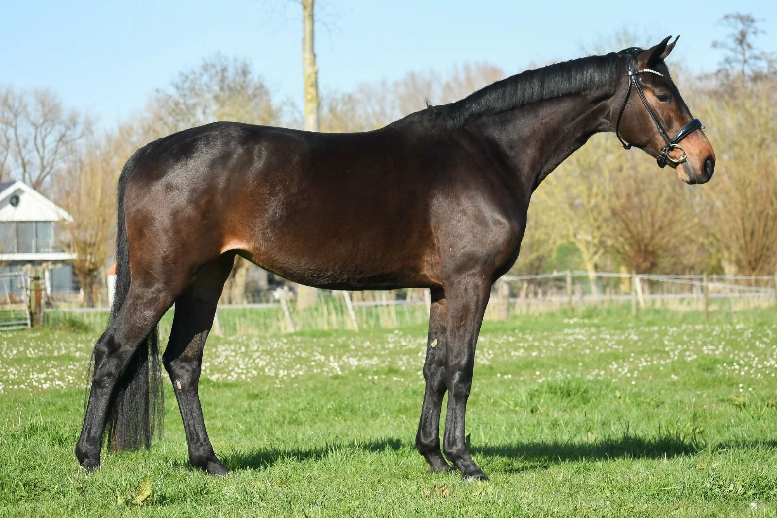 kwpn dressuurpaard merrie 5 años bruin en venta - Foto 4