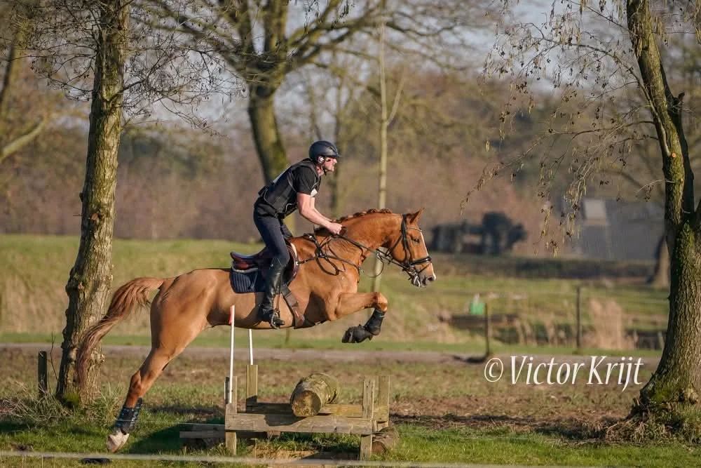 recreatie-paard ruin 13 years old vos for sale - Main photo