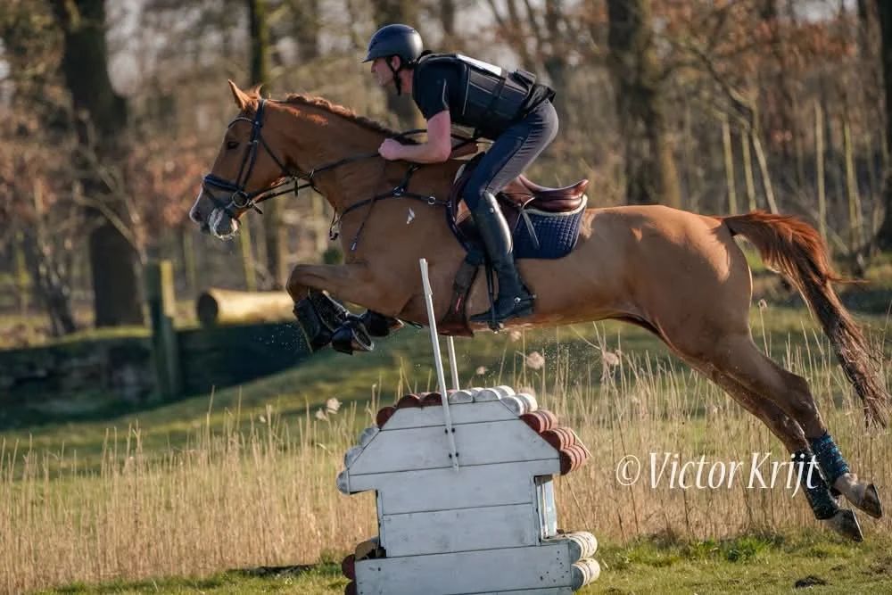 recreatie-paard ruin 13 years old vos for sale - Photo 2