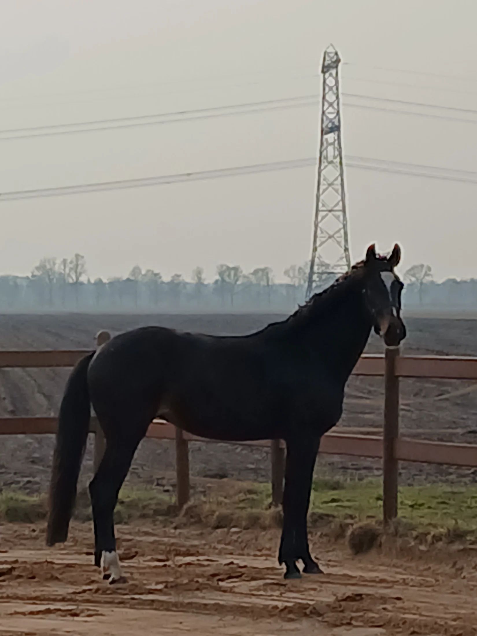 kwpn dressuurpaard merrie 3 years old donkerbruin for sale - Main photo
