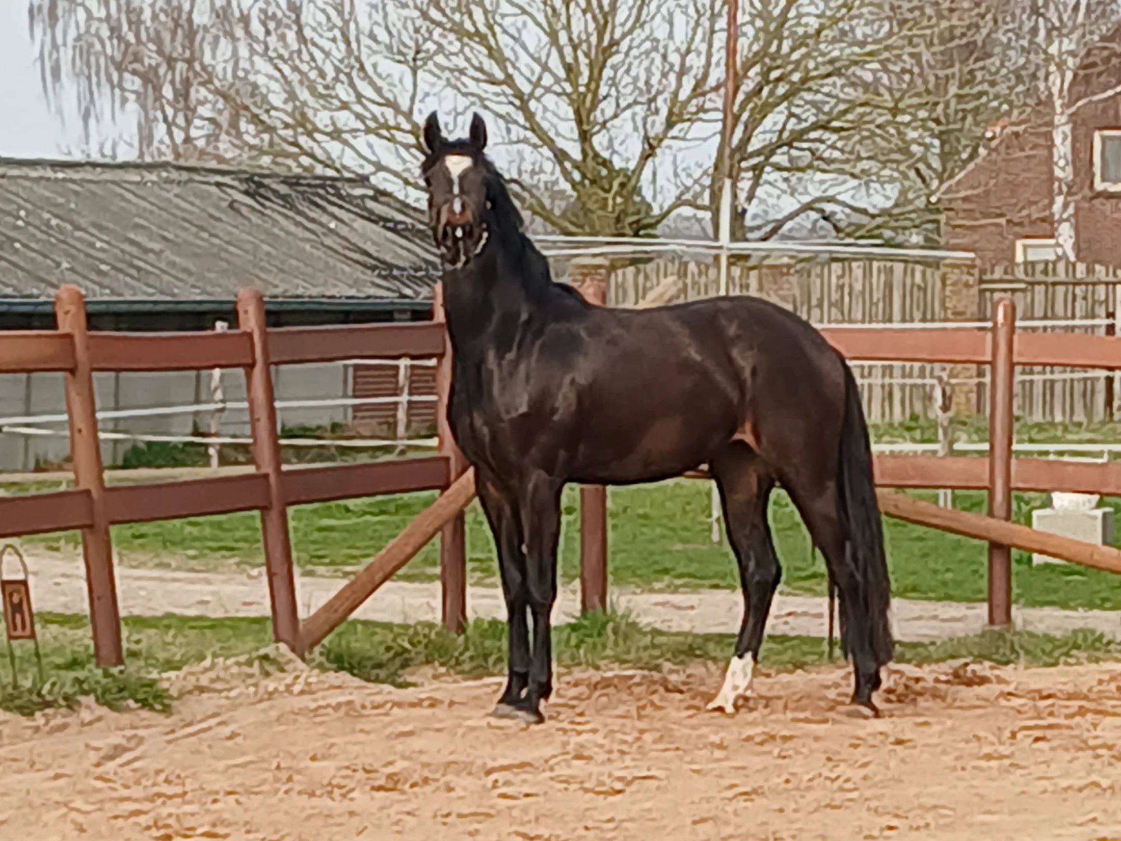 kwpn dressuurpaard merrie 3 years old donkerbruin for sale - Photo 2