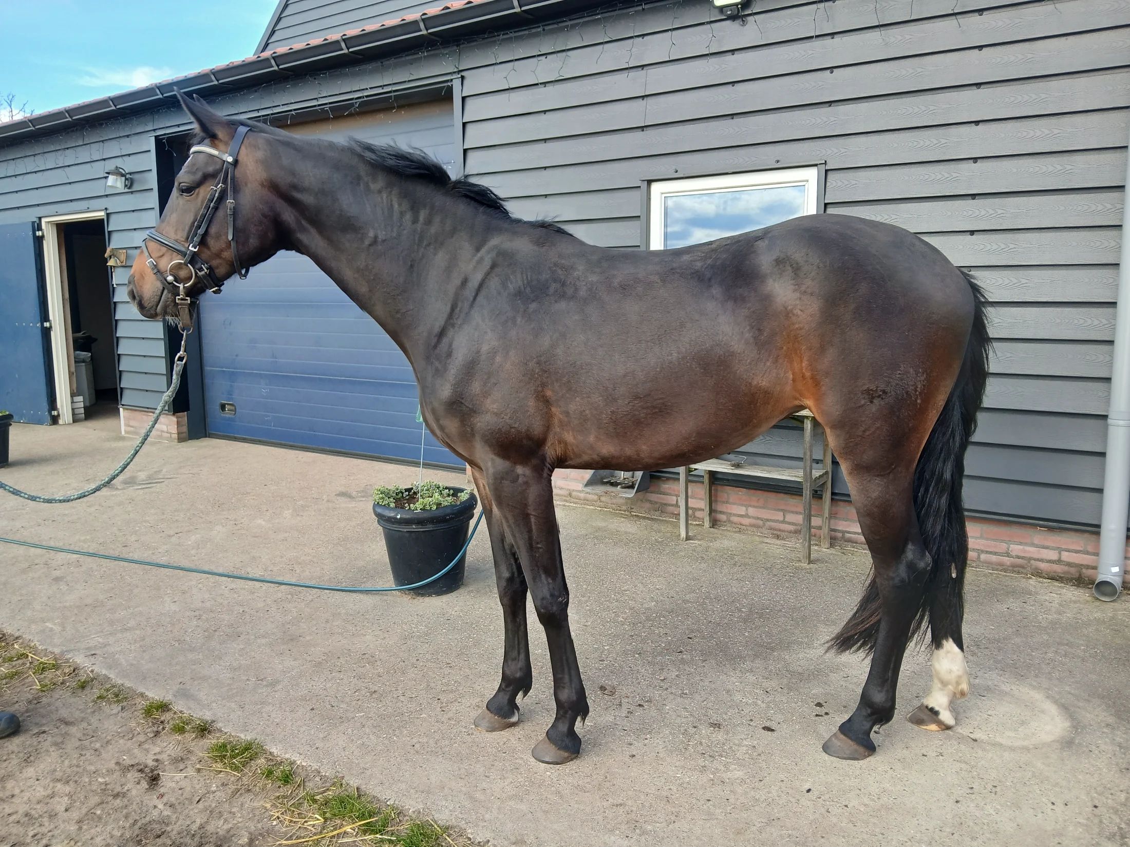 kwpn dressuurpaard merrie 3 years old donkerbruin for sale - Photo 3