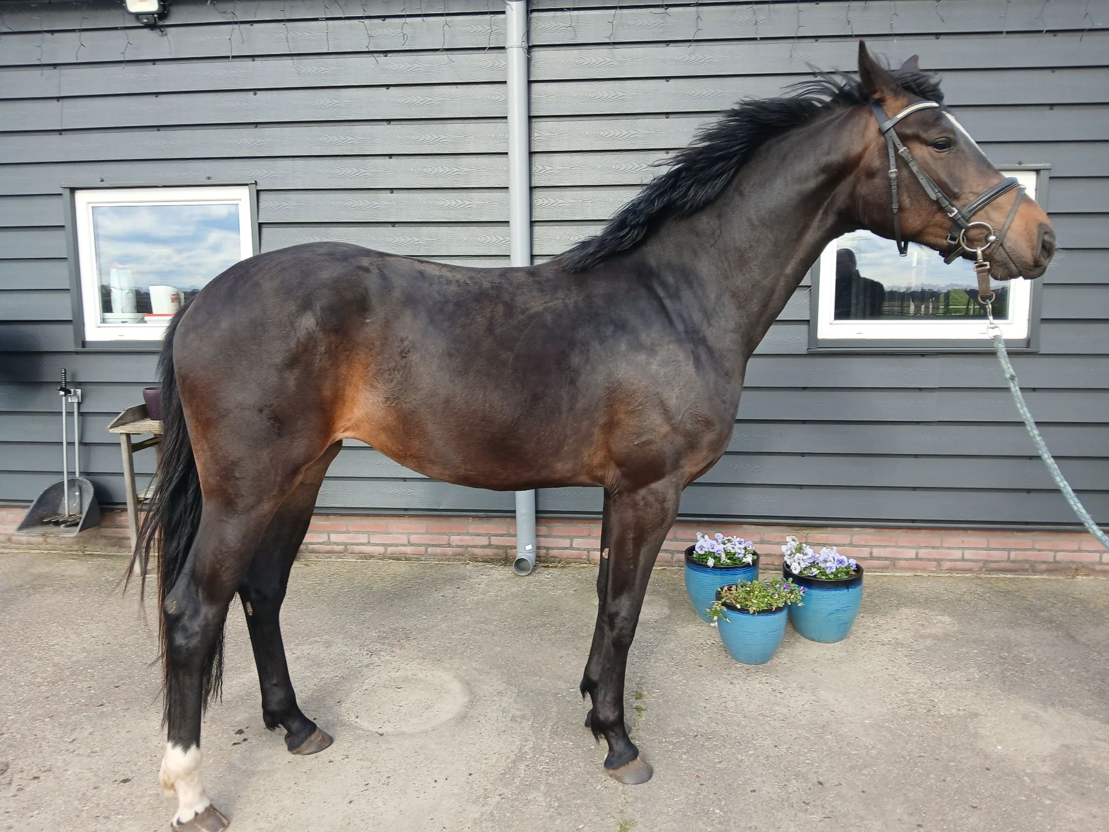 kwpn dressuurpaard merrie 3 years old donkerbruin for sale - Photo 4