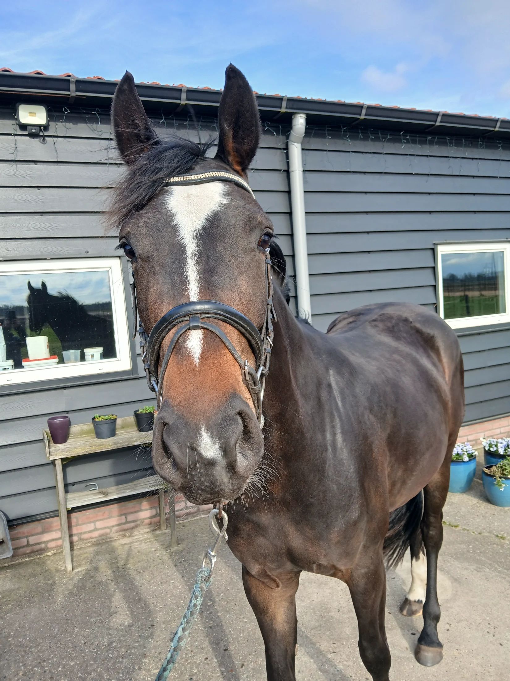kwpn dressuurpaard merrie 3 years old donkerbruin for sale - Photo 5