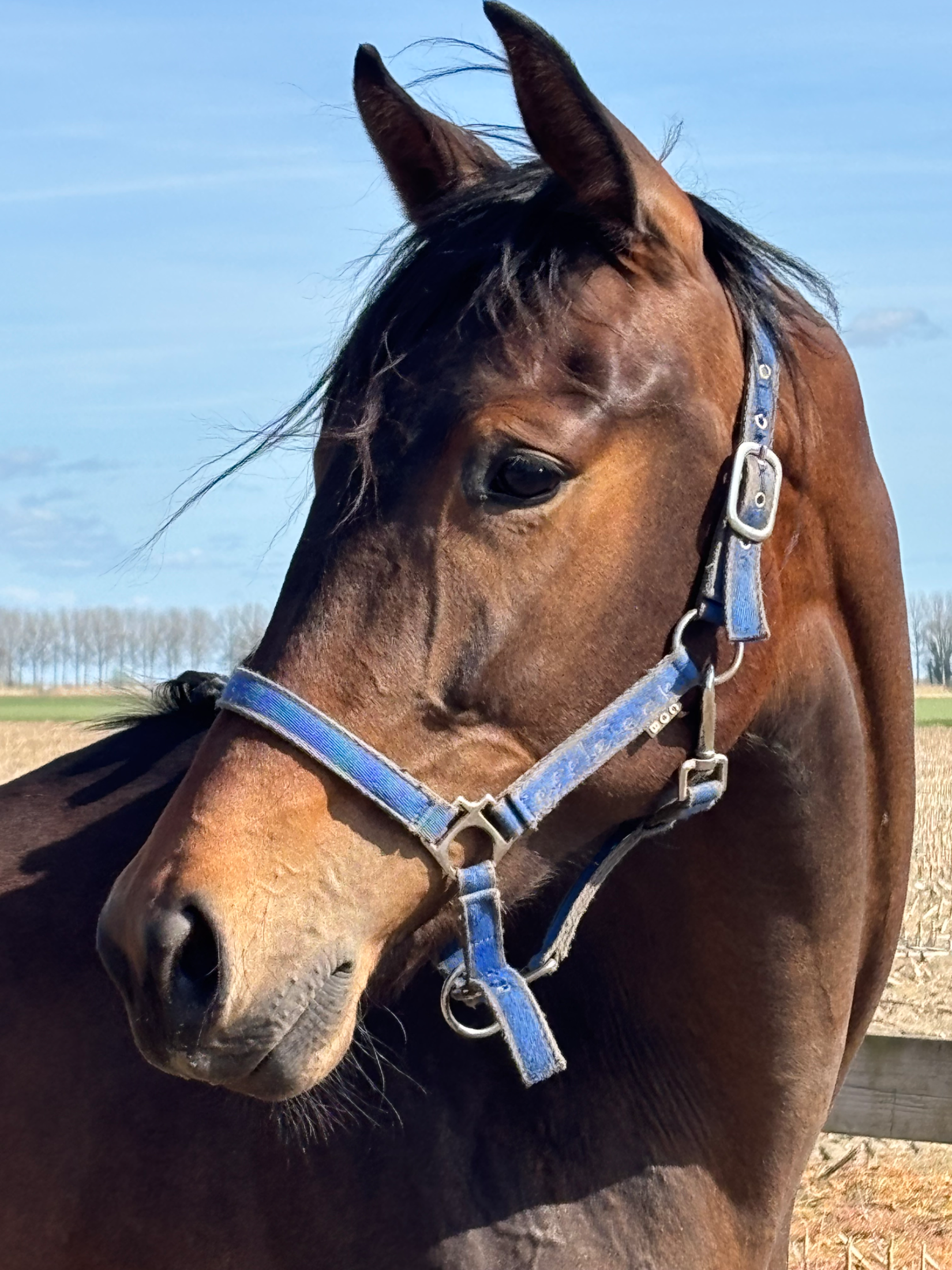 kwpn dressuurpaard merrie 2 years old bruin for sale - Photo 5