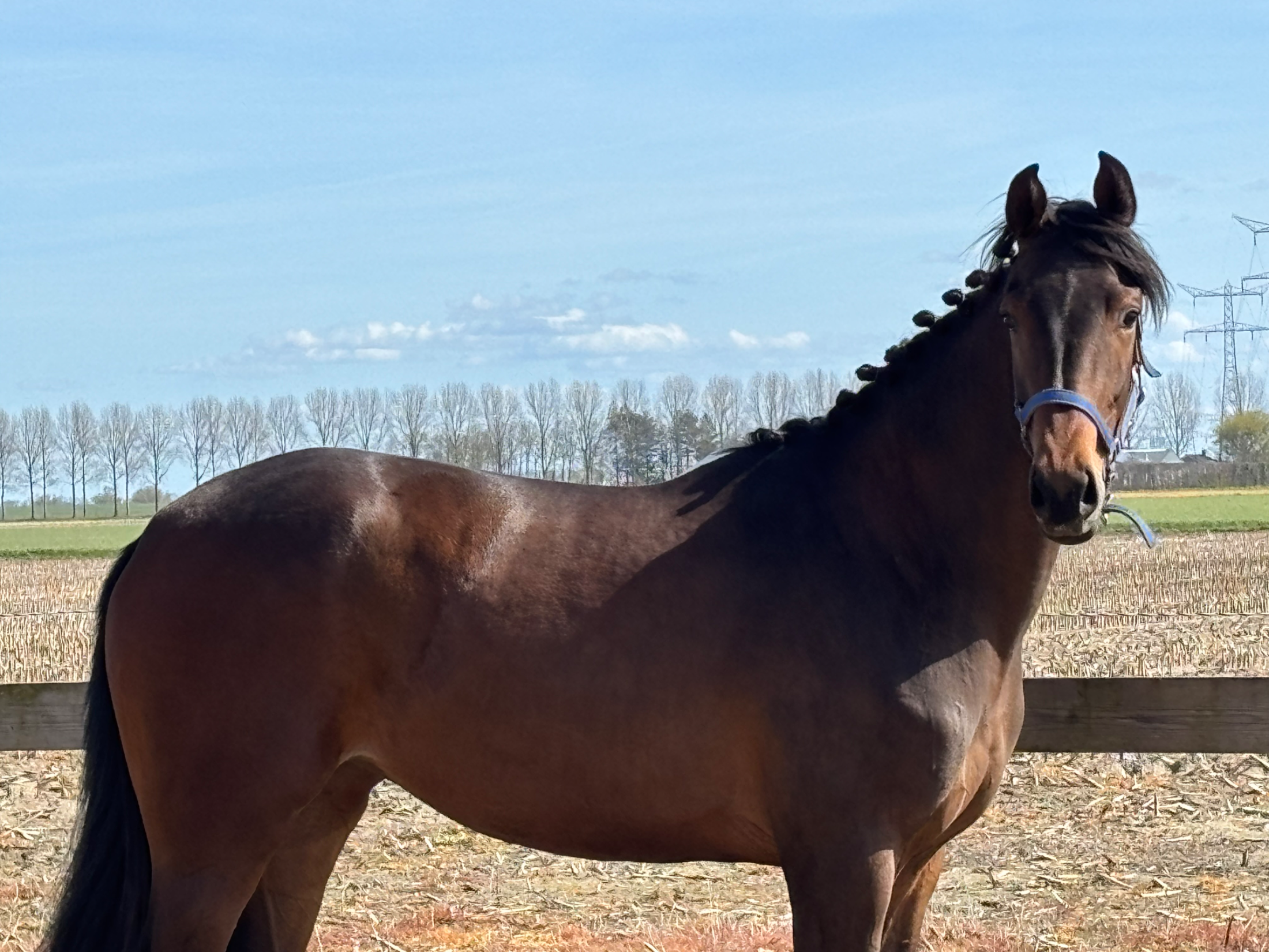 kwpn dressuurpaard merrie 2 years old bruin for sale - Photo 2