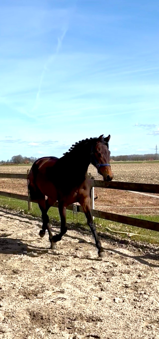 kwpn dressuurpaard merrie 2 years old bruin for sale - Main photo