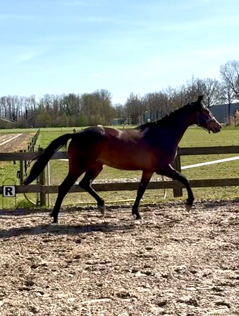 kwpn dressuurpaard merrie 2 years old bruin for sale - Photo 3