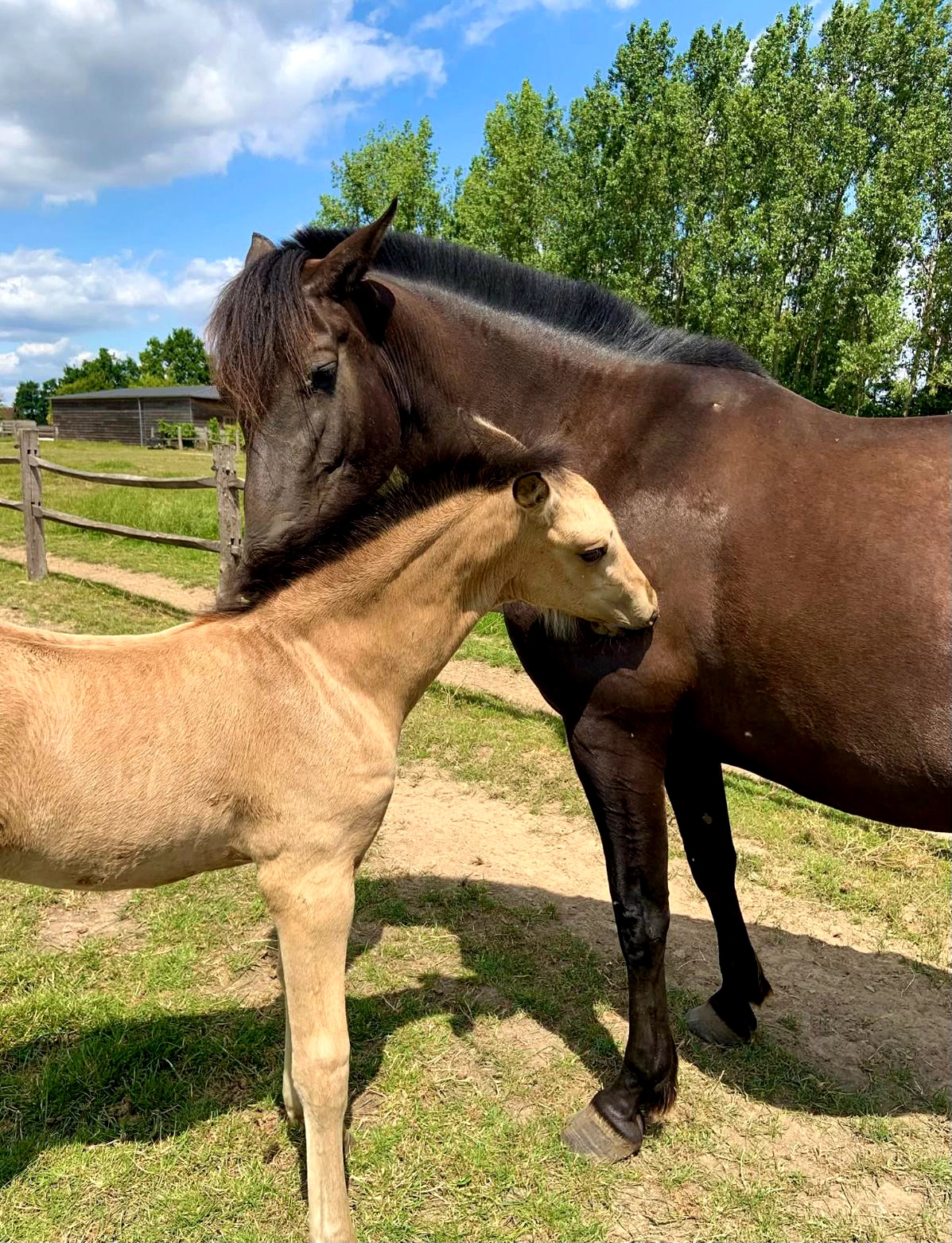 pre dressuurpaard merrie 7 years old andere-kleur for sale - Photo 2