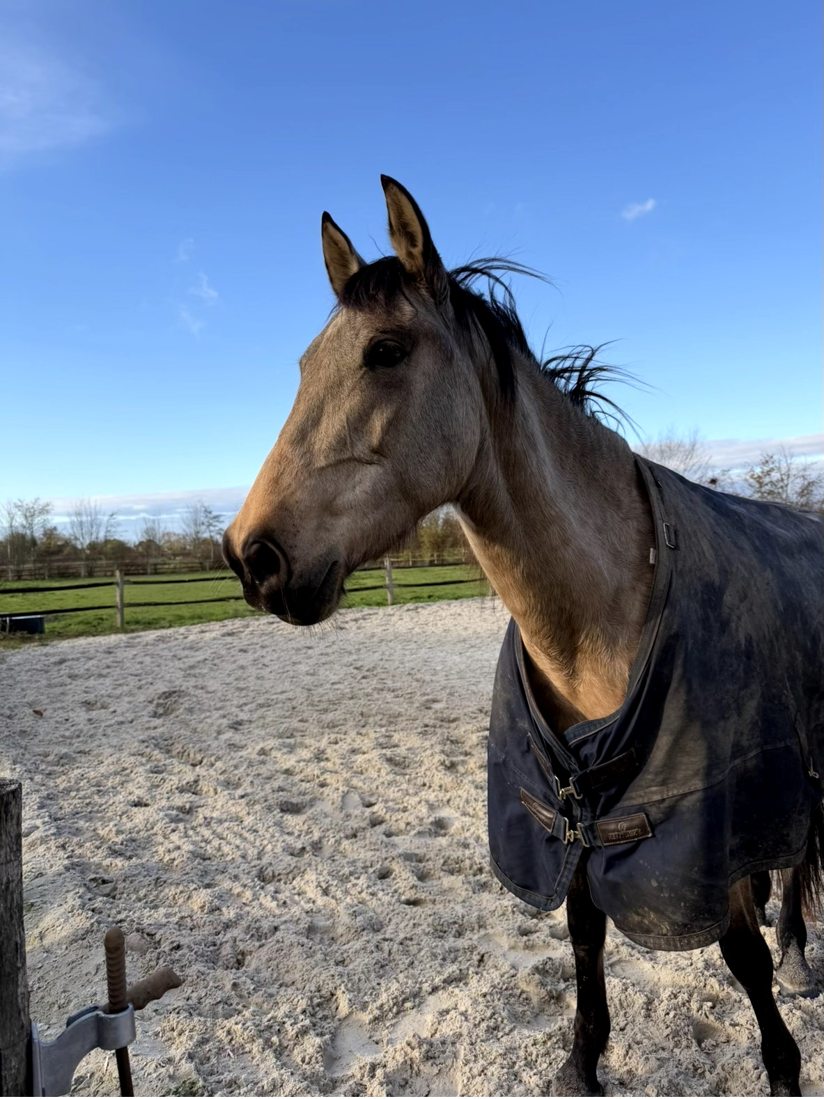 pre dressuurpaard merrie 7 years old andere-kleur for sale - Photo 4