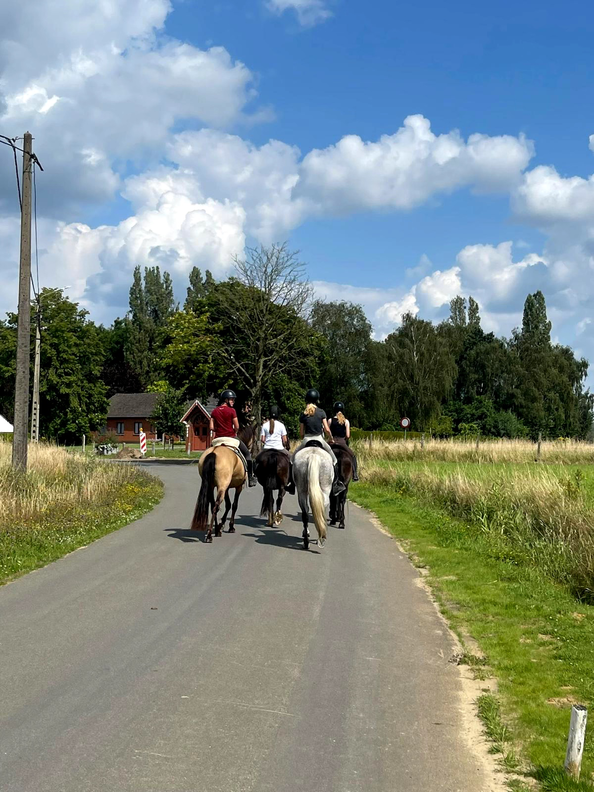 pre dressuurpaard merrie 7 years old andere-kleur for sale - Photo 6