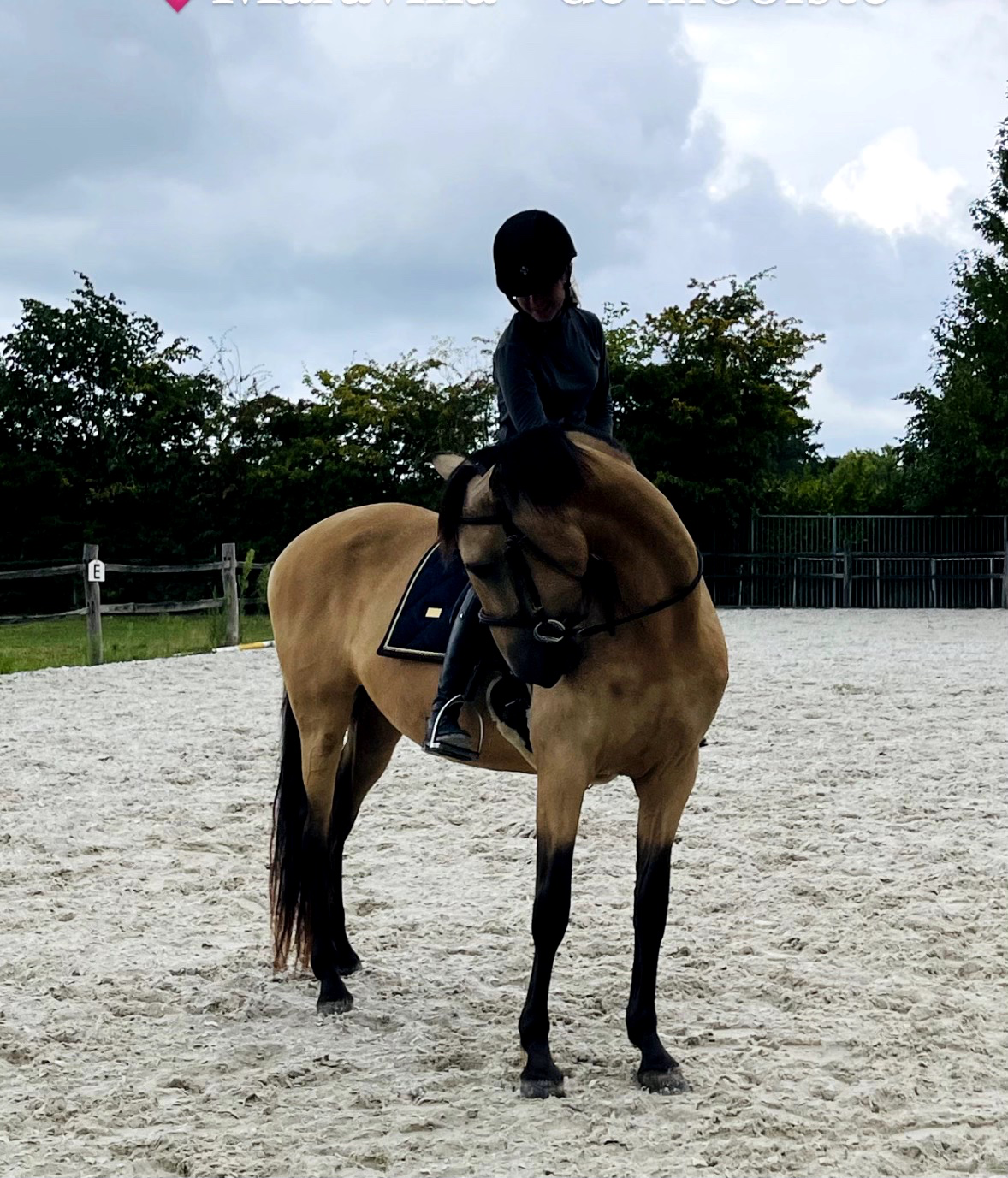 pre dressuurpaard merrie 7 years old andere-kleur for sale - Photo 3