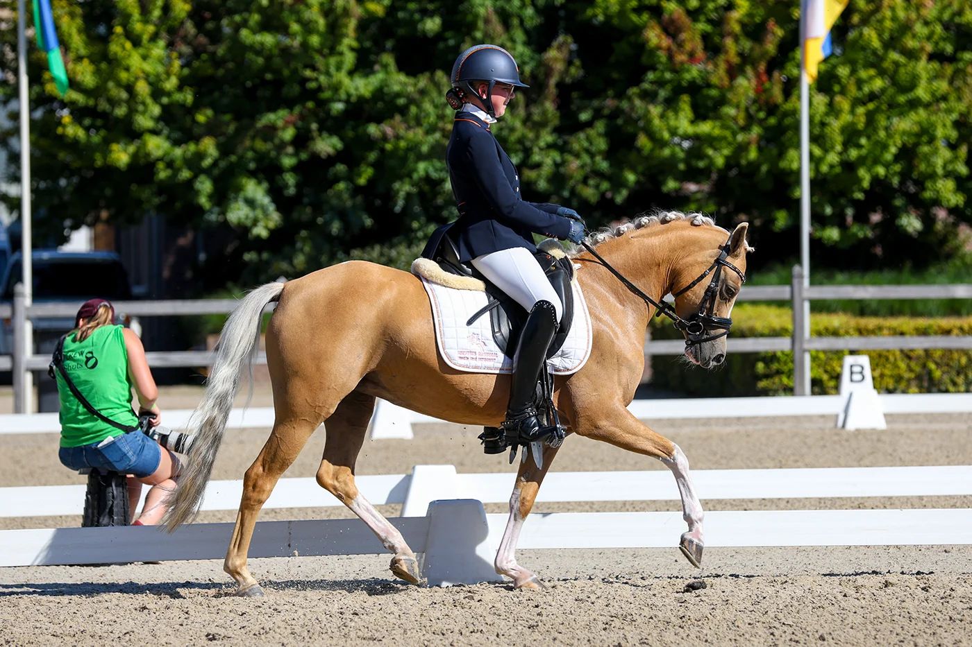 welsh allround-pony merrie 3 jaar te koop - Foto 3