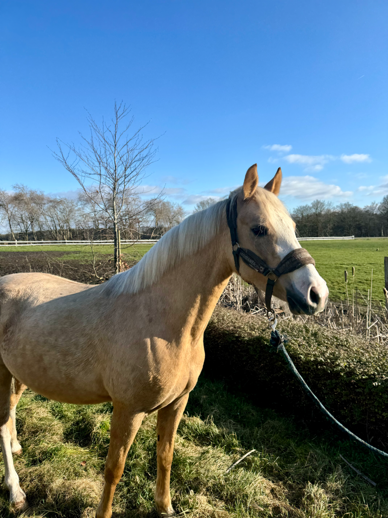 kwpn pony merrie 4 years old palomino for sale - Photo 2